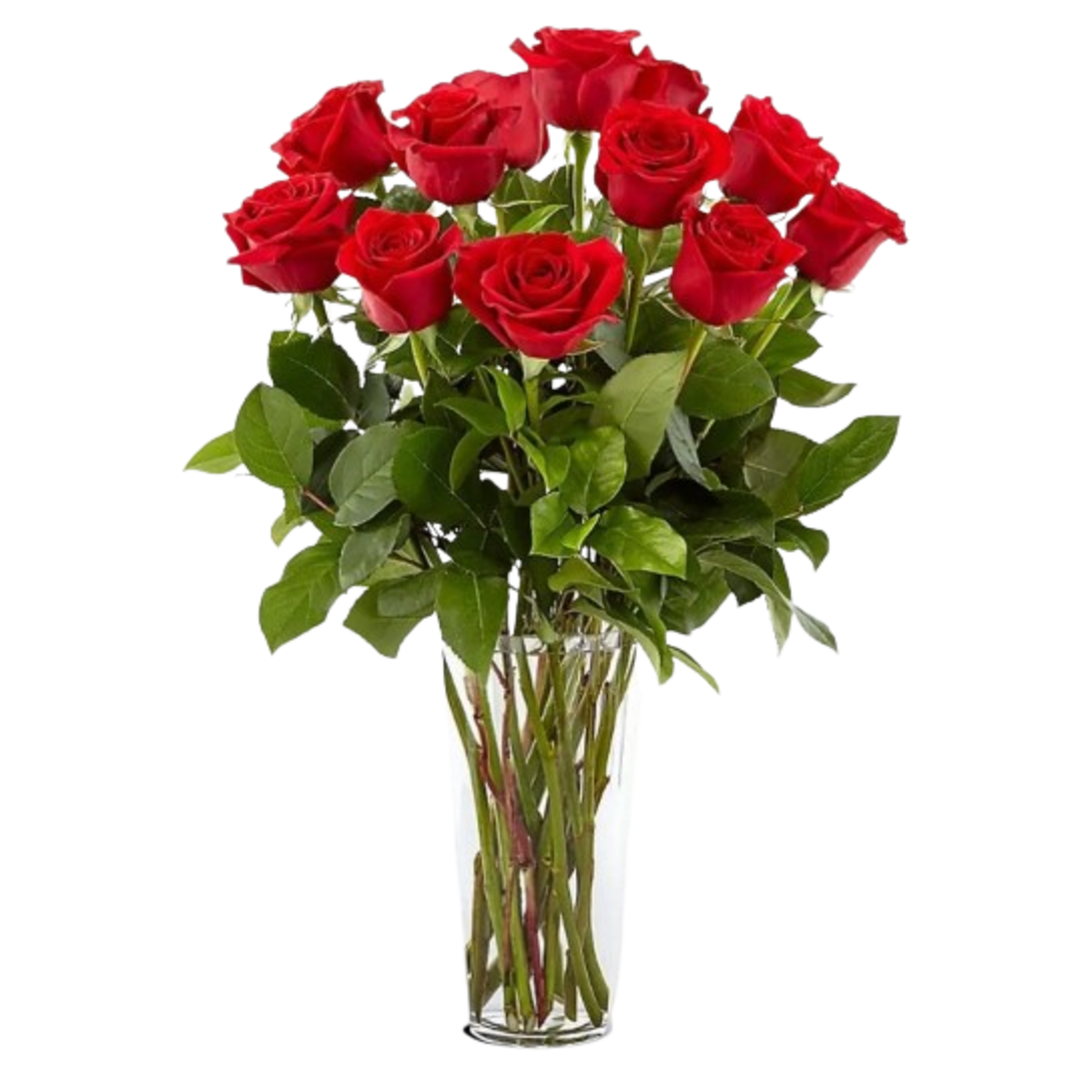 Premium long stem red roses with seasonal greenery in a tall clear