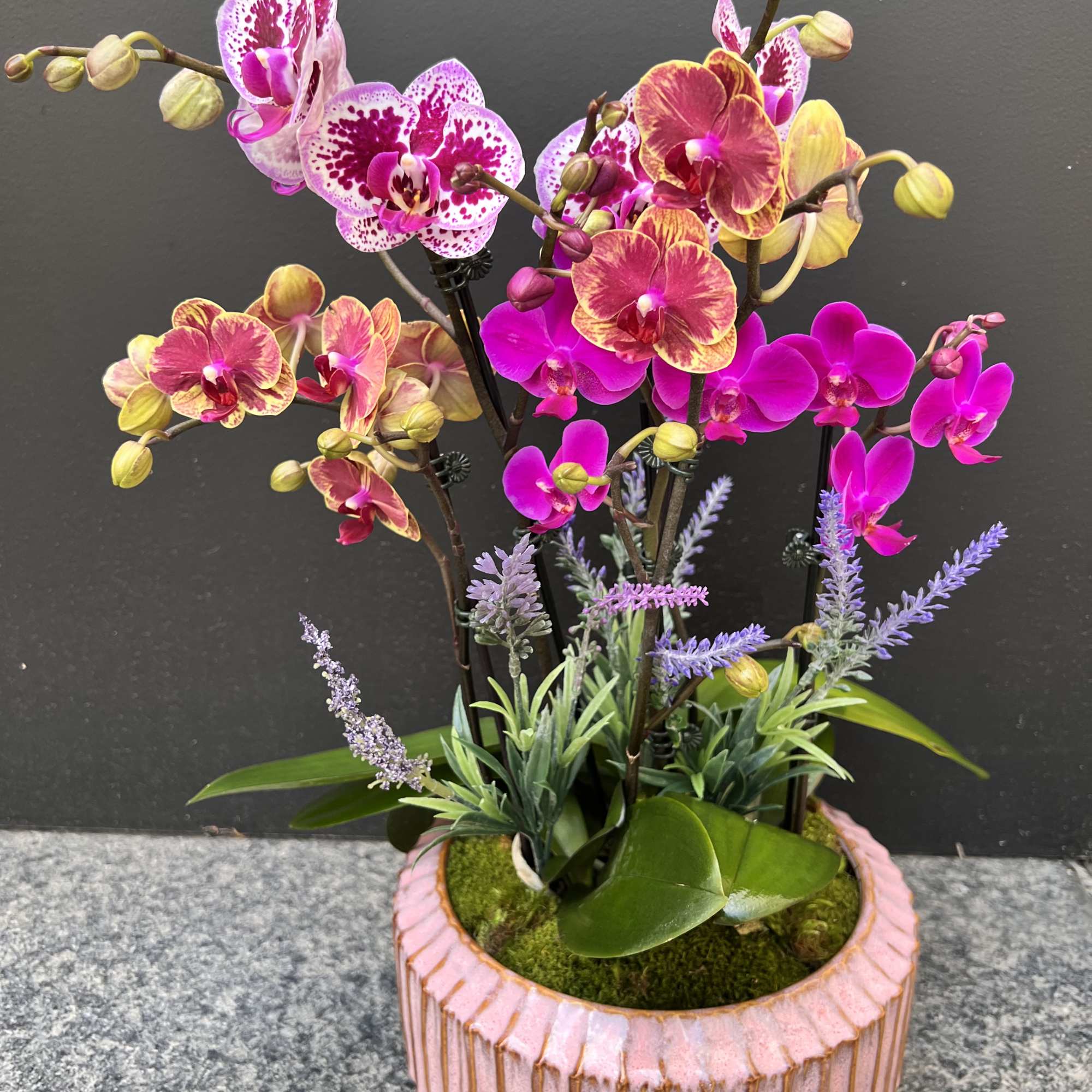 Group of mini orchids in pink ceramic dish 