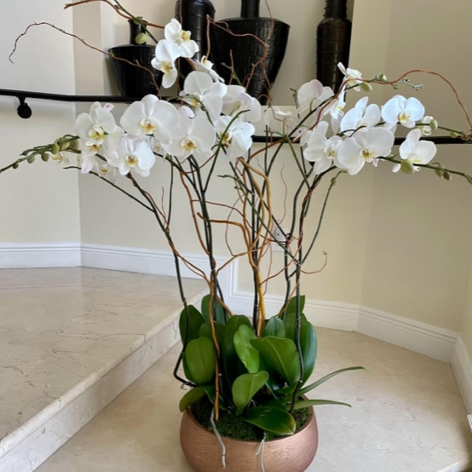 7 Orchid plants (Select) arranged beautifully in a sleek ceramic container, accented