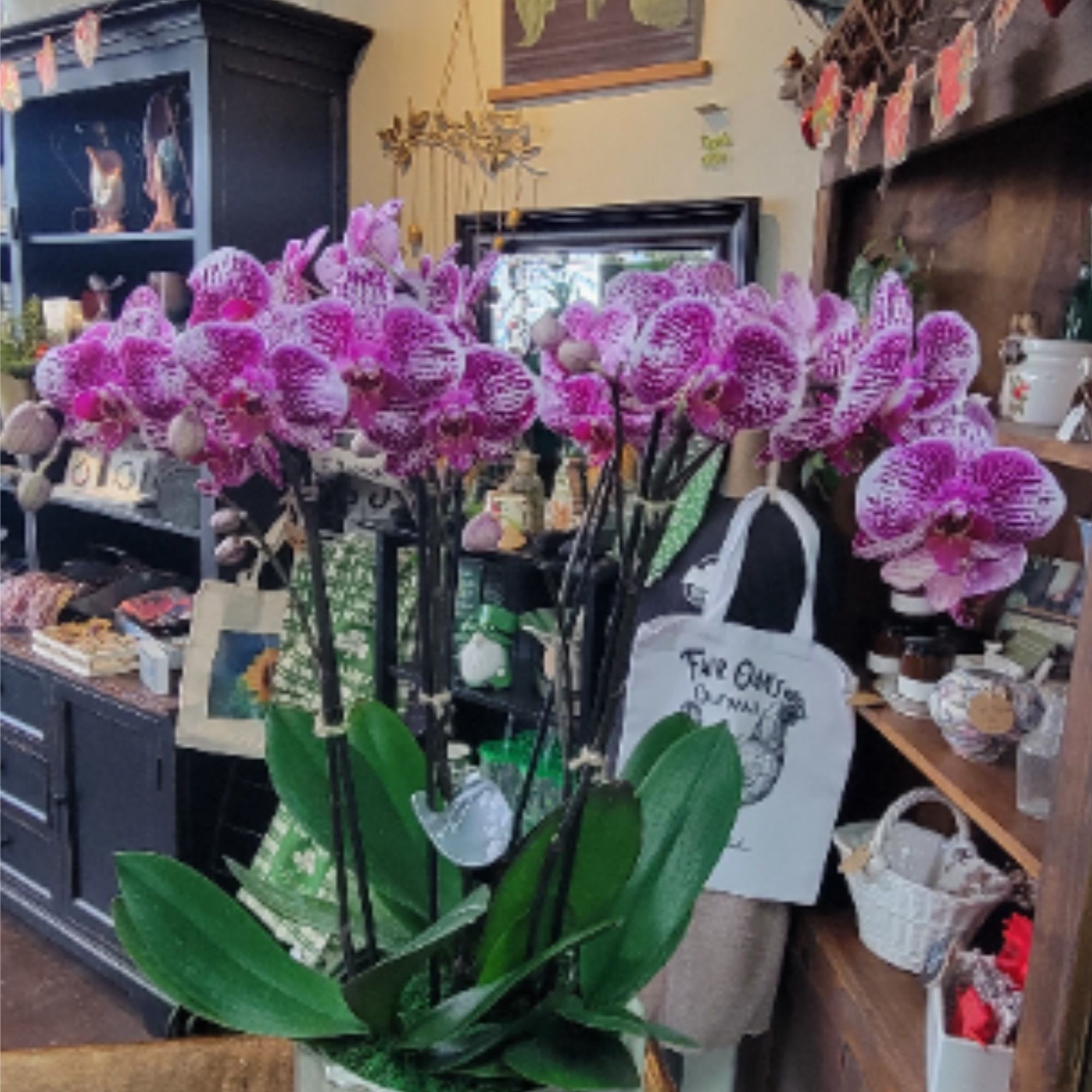 The elegant dance of phalaenopsis orchids takes center stage in this clean