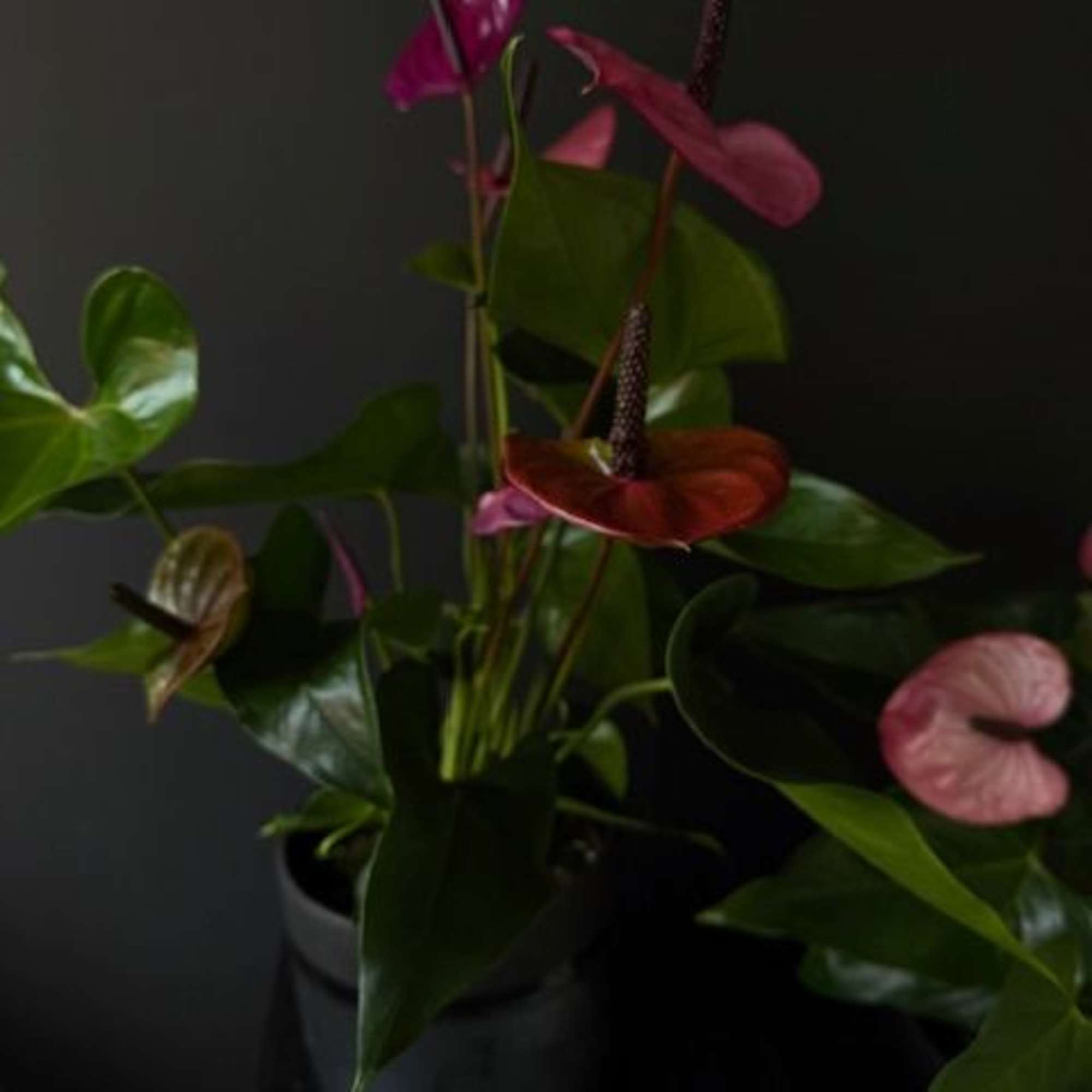 With its heart-shaped bloom and rich purple tone, the anthurium symbolizes passion