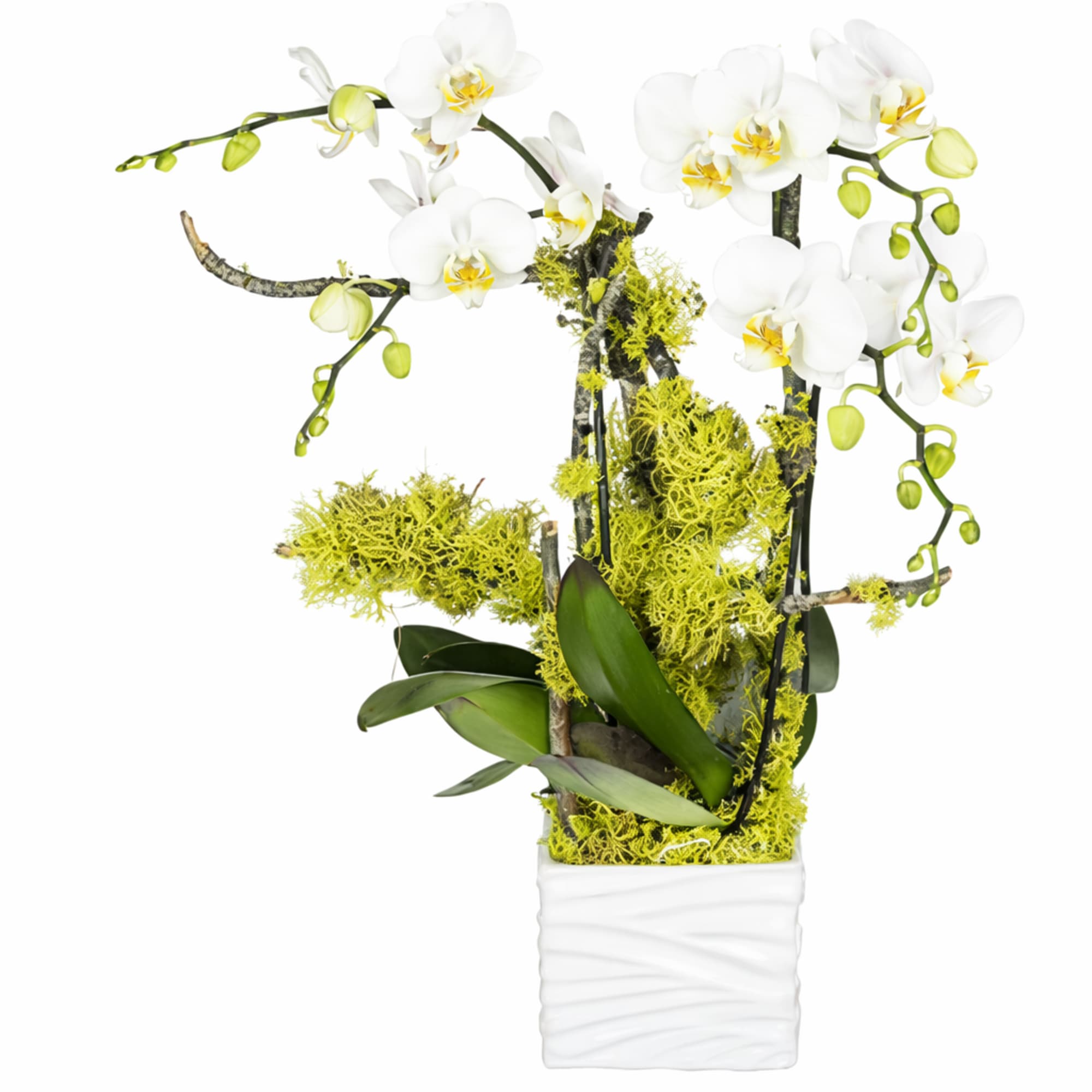 A serene elegance of a white phalaenopsis orchid is combined with the