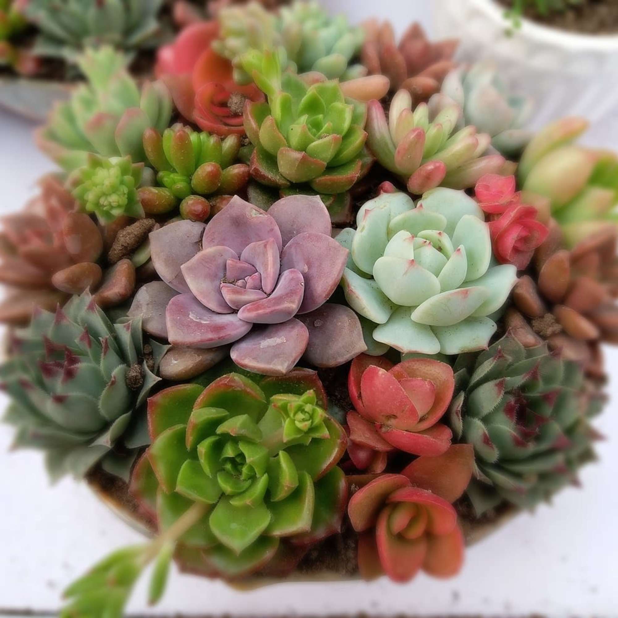 A beautiful display of multi-variety succulents presented in a ceramic pot. Petals