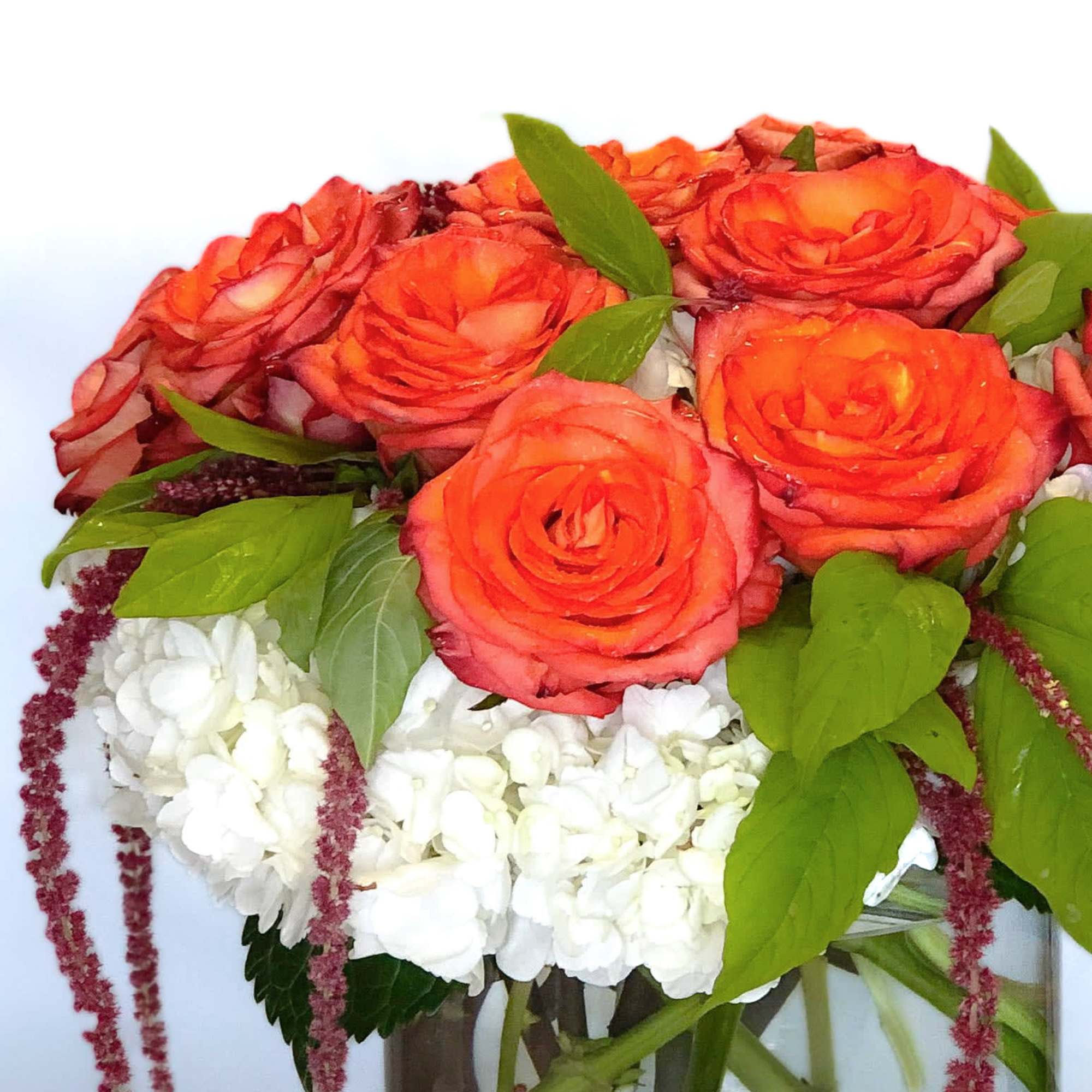 A dozen premium Ecuadorian two tone roses on a bed of white