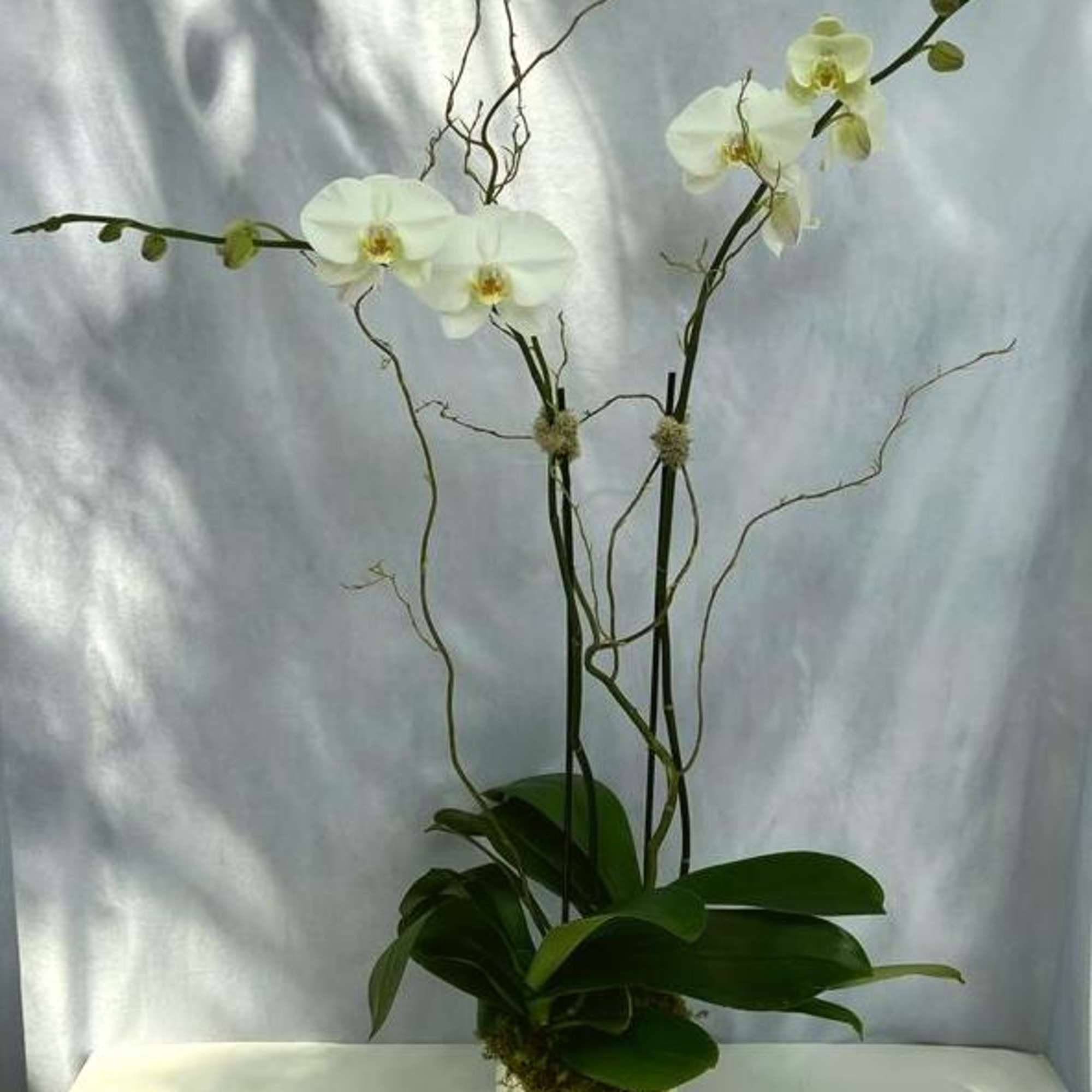 A beautiful and classic double stem white Phalaenopsis orchids in the container