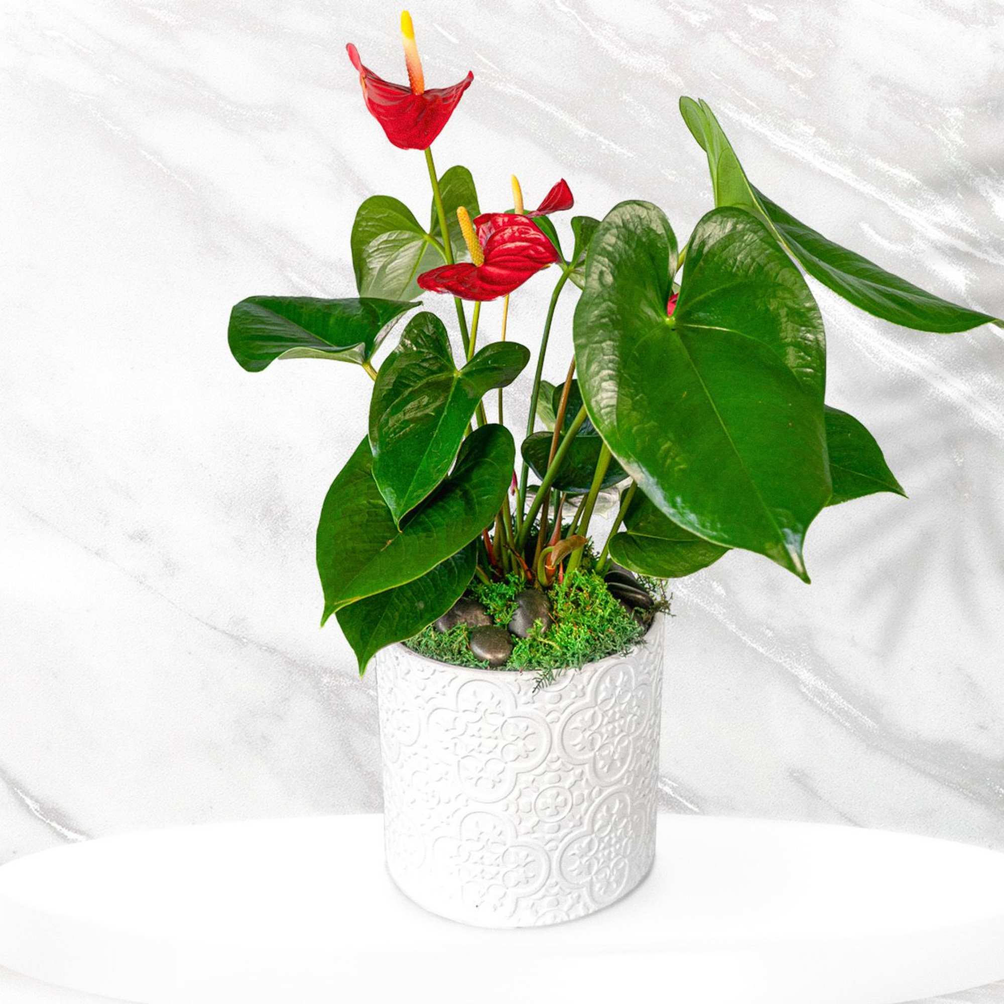 burgundy princess philodendron care Philodendron 'Burgundy Princess'  Carnivero