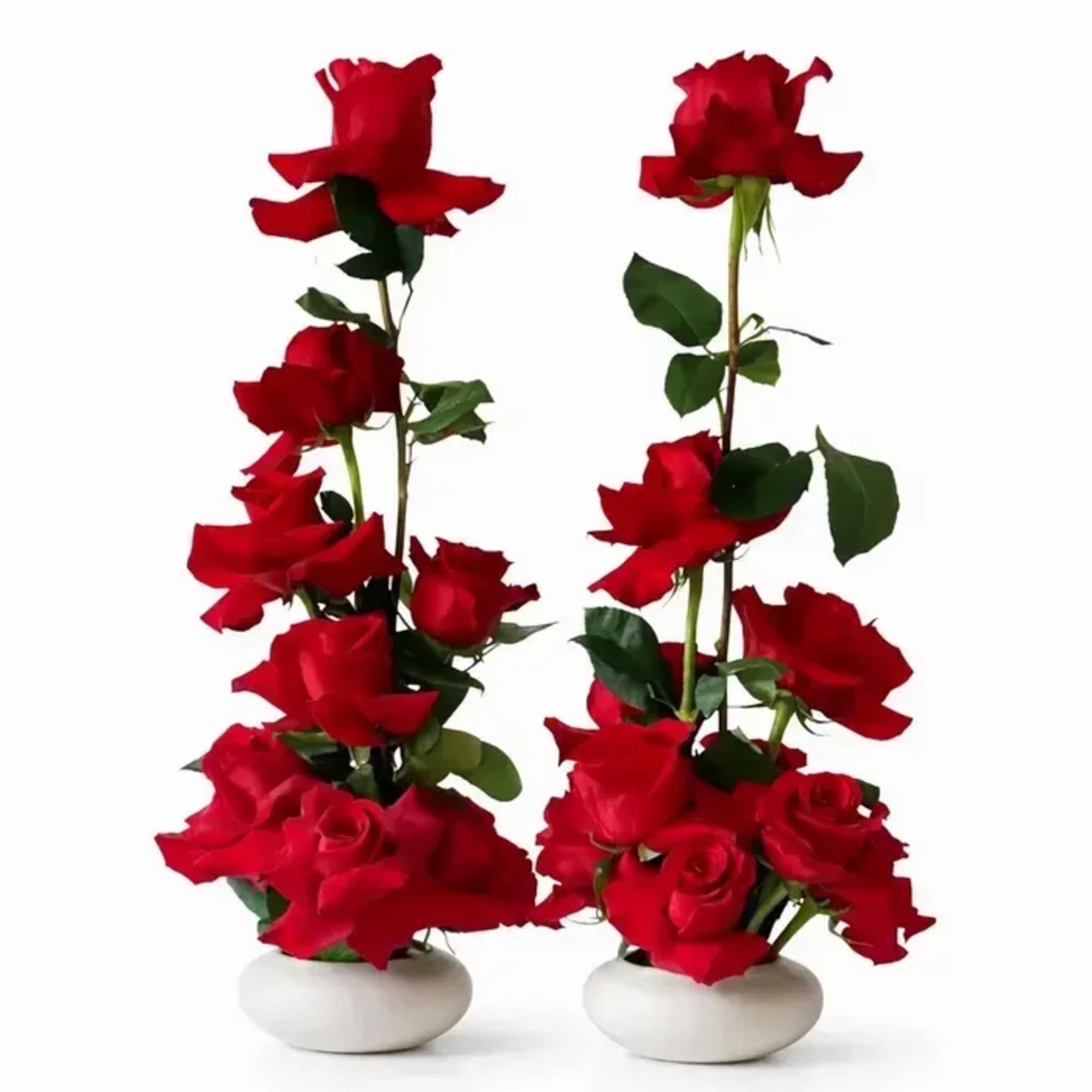 Description:
A modern trend-forward vertical composition of Premium red roses arranged with intention