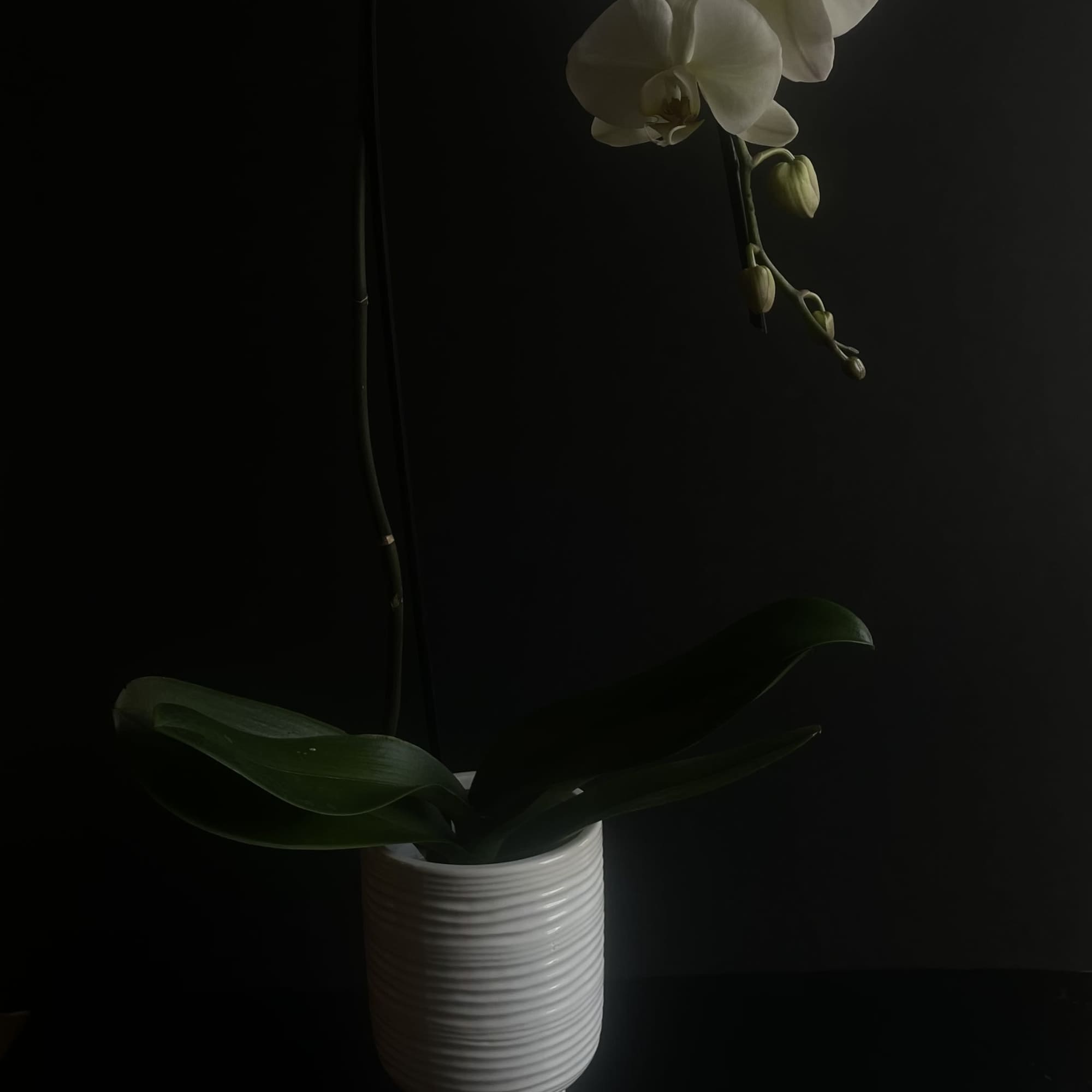 The Phalaenopsis orchid is one of the most popular and widely grown