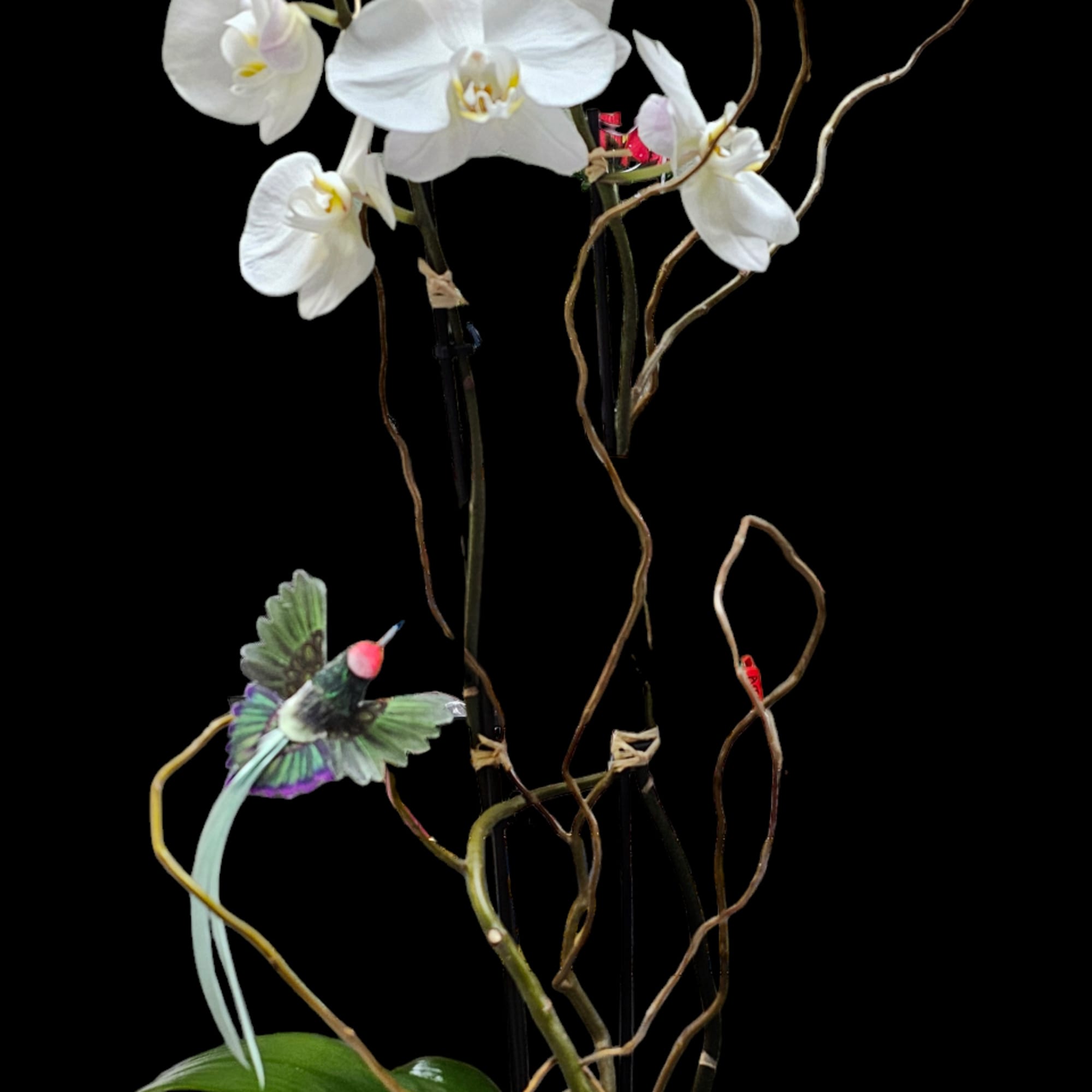 Beautiful Phalaenopsis Orchid Plant with Curly Willow and Hummingbirds. Vessel choice will