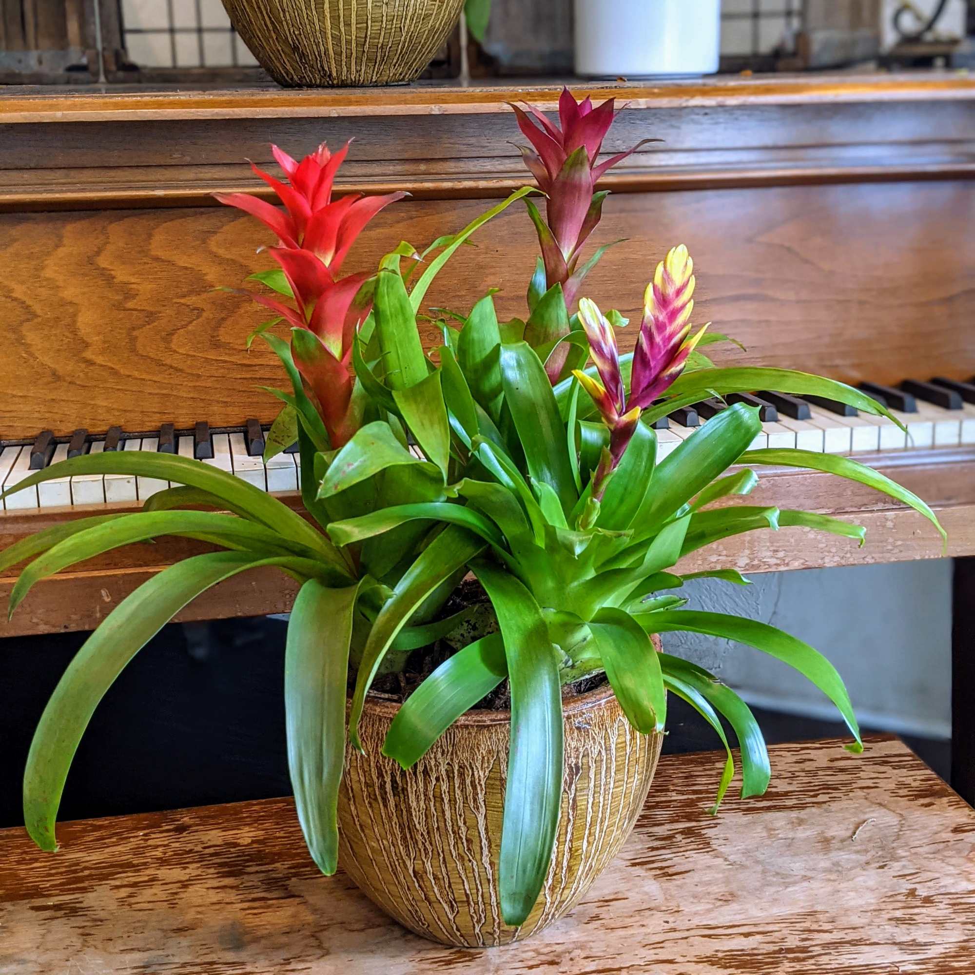 Beautiful, vibrant and tropical, these triple bromeliad planters will add some warmth