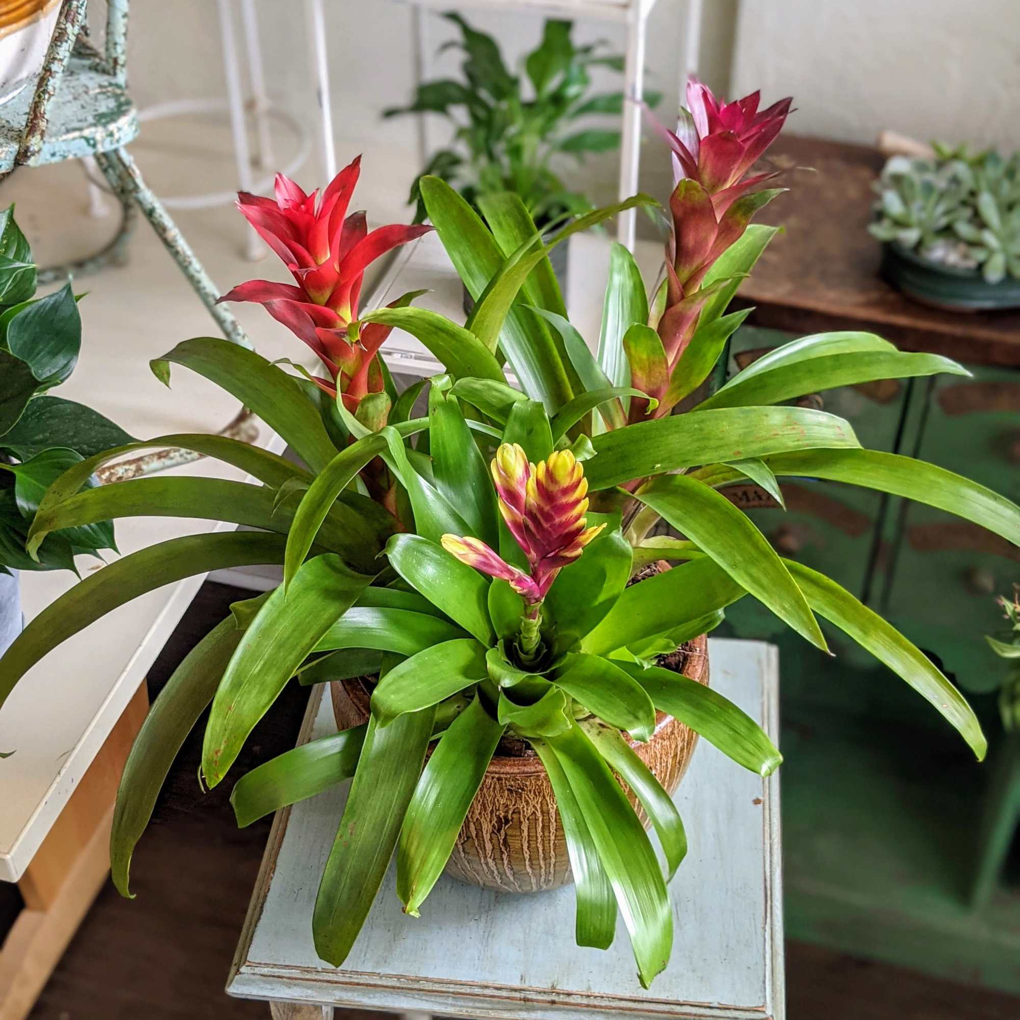 Beautiful, vibrant and tropical, these triple bromeliad planters will add some warmth