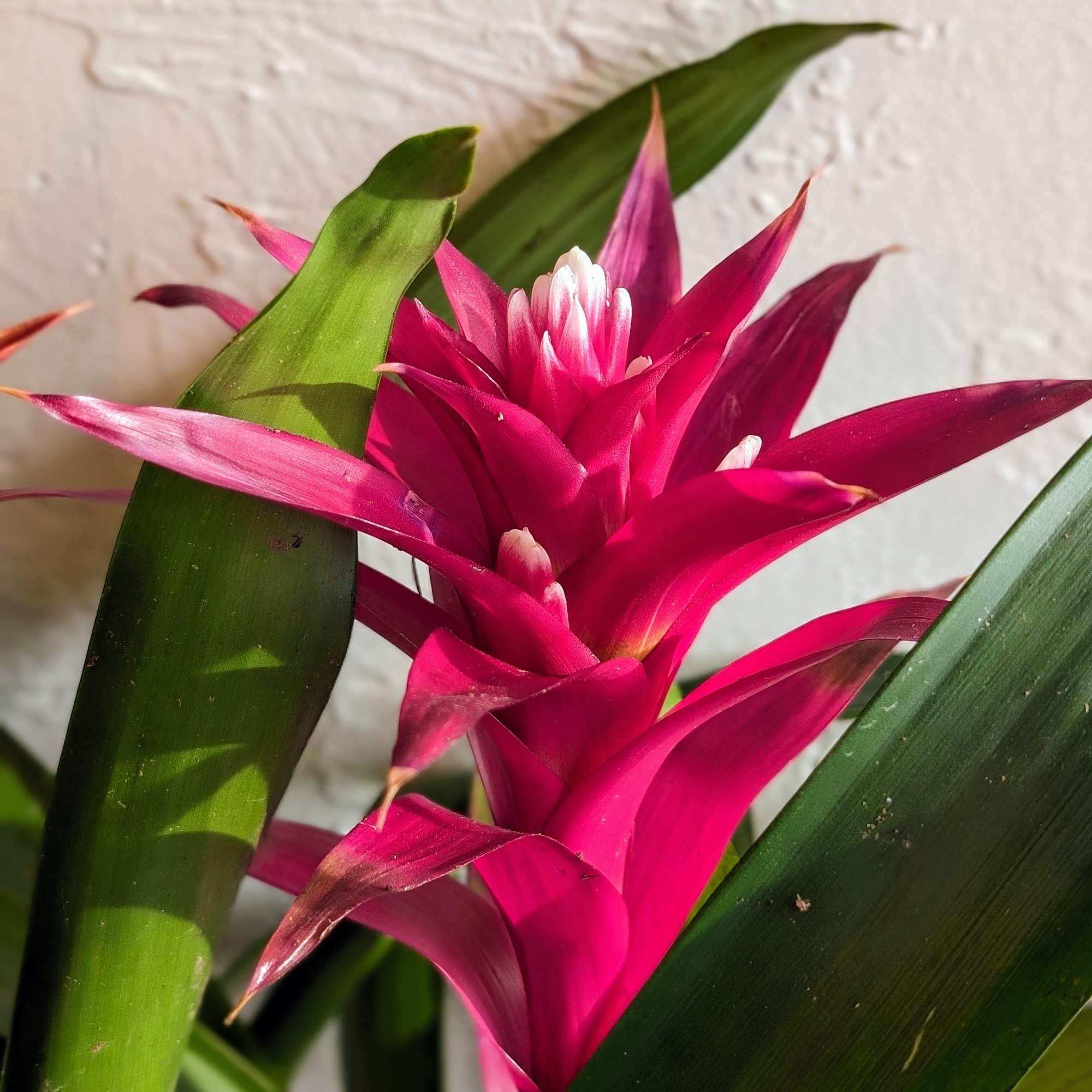Beautiful, vibrant and tropical, these triple bromeliad planters will add some warmth