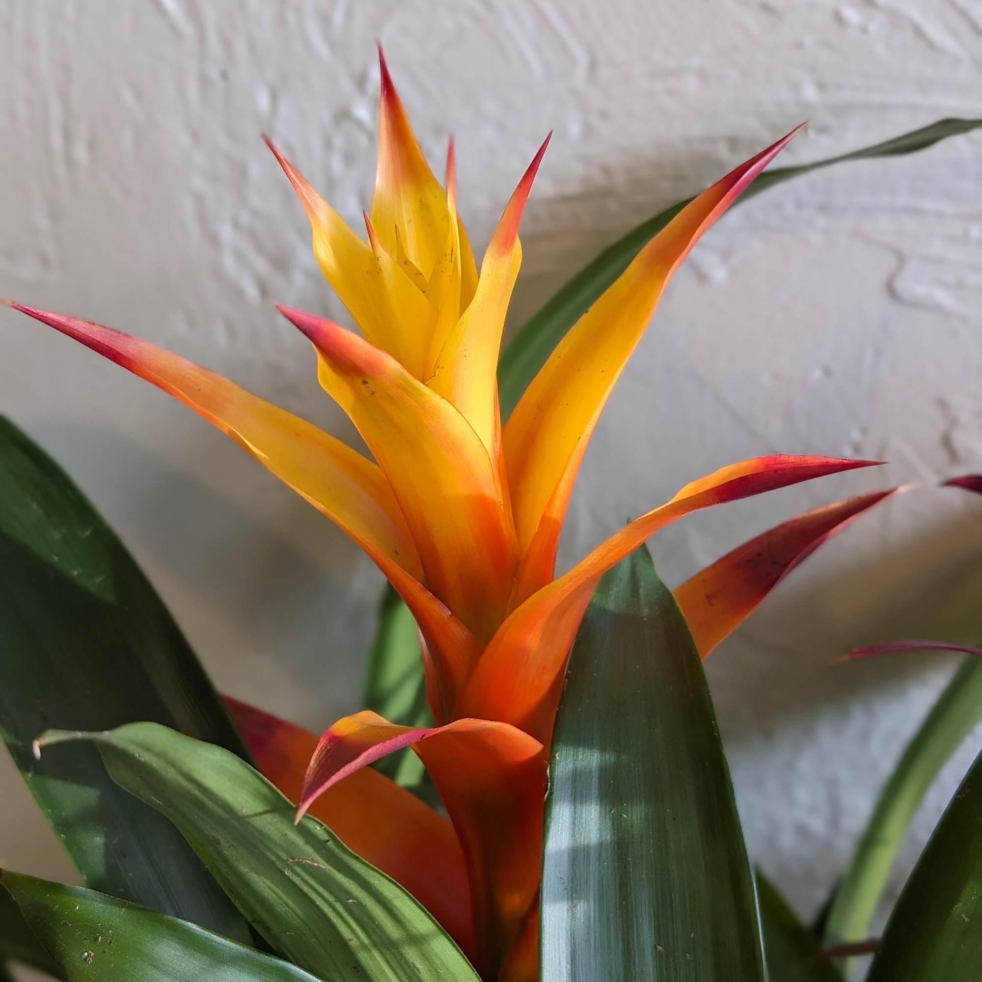 Beautiful, vibrant and tropical, these triple bromeliad planters will add some warmth