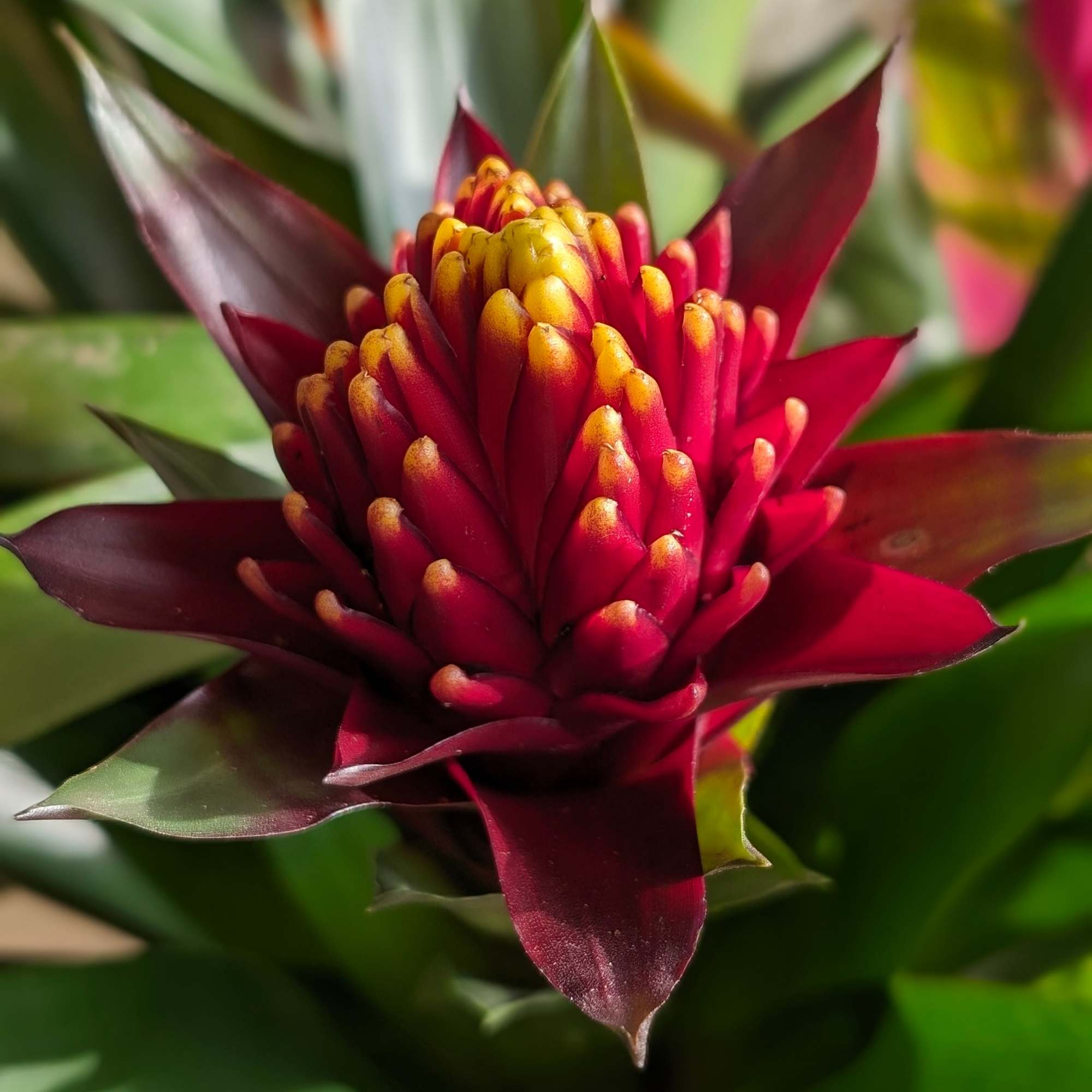 Beautiful, vibrant and tropical, these triple bromeliad planters will add some warmth