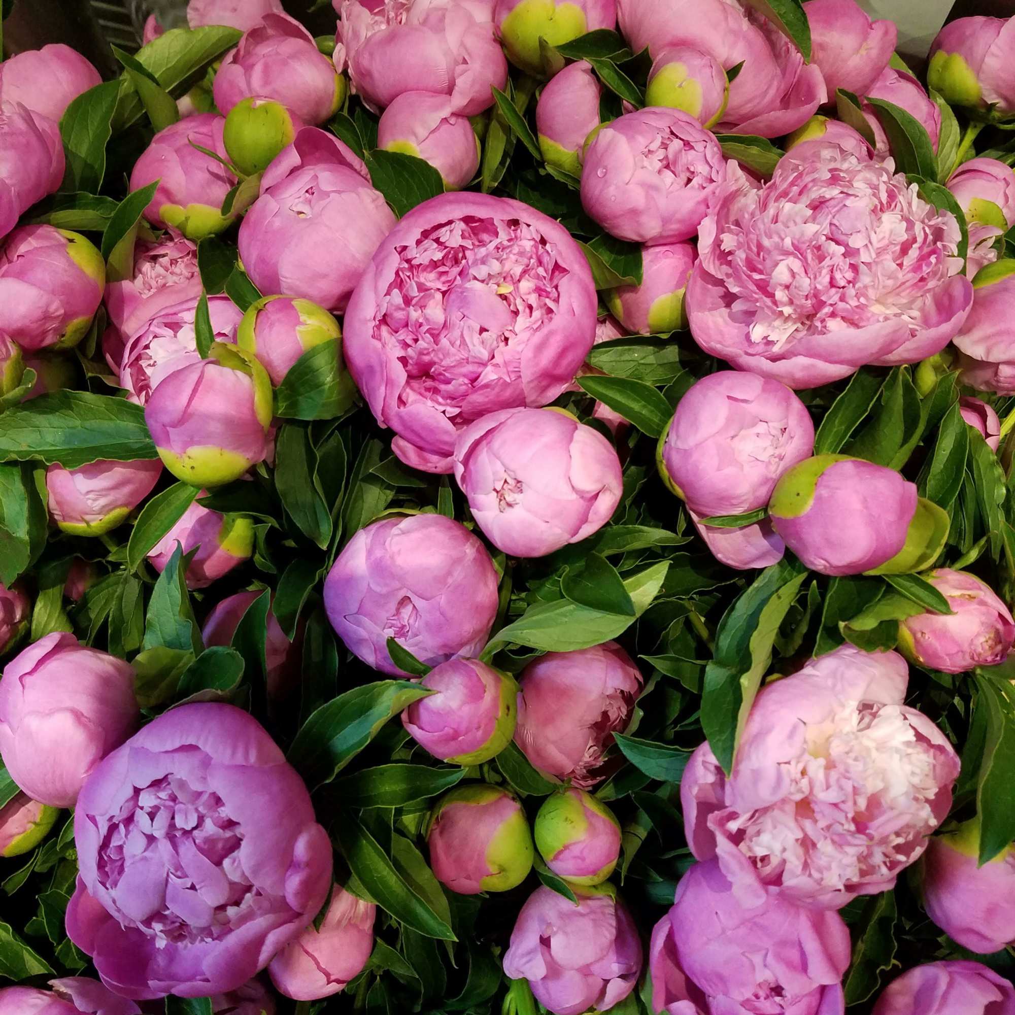 We have Different Colors.  When out of season, Well need few