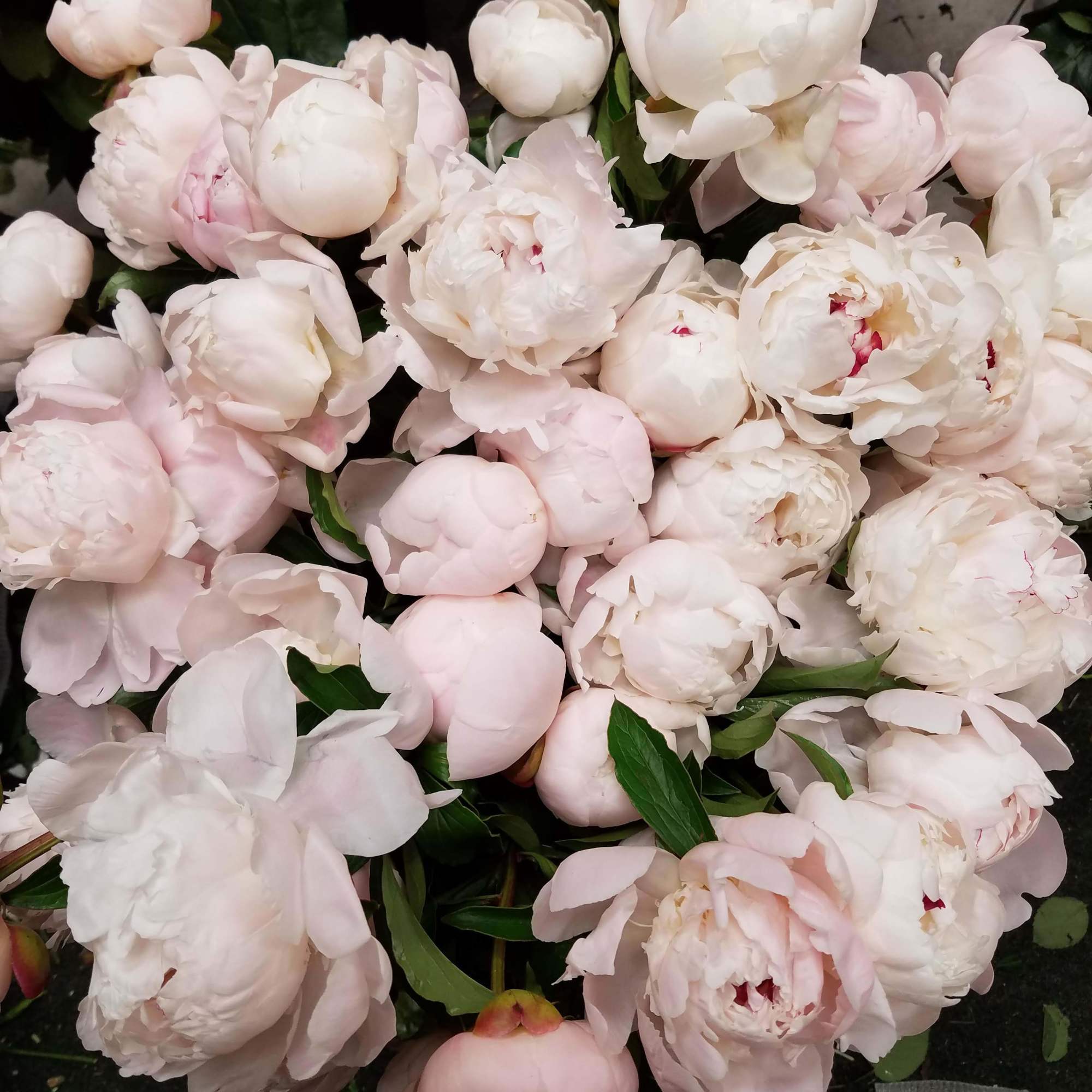 We have Different Colors.  When out of season, Well need few