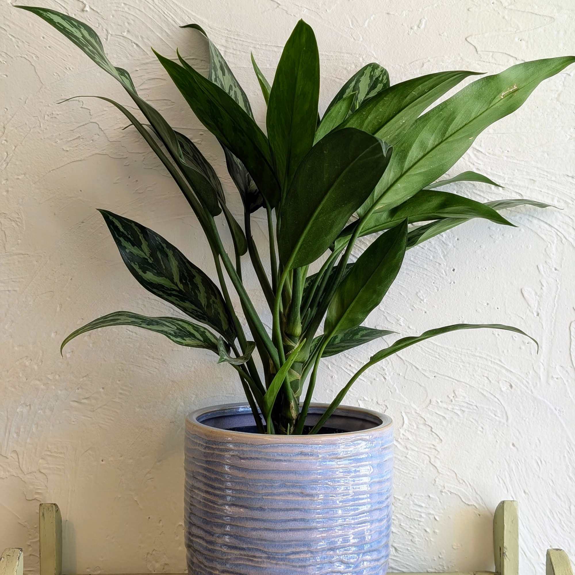 Meet the Aglaonema Silver Bay, a striking plant known for its beautiful
