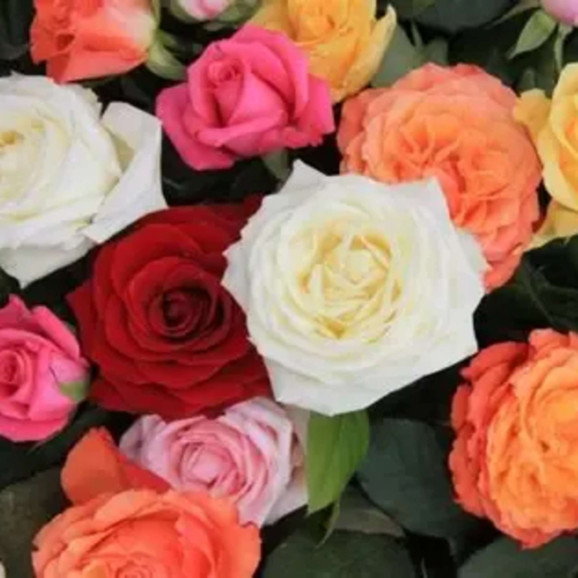 A dozen vibrant and fresh long stemmed Ecuadorian Roses, accented with baby's