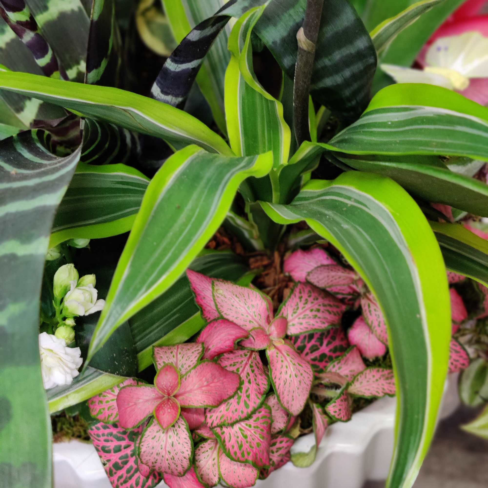 Tons of beautiful exotic indoor tropical foliage blooming and an orchid plant.