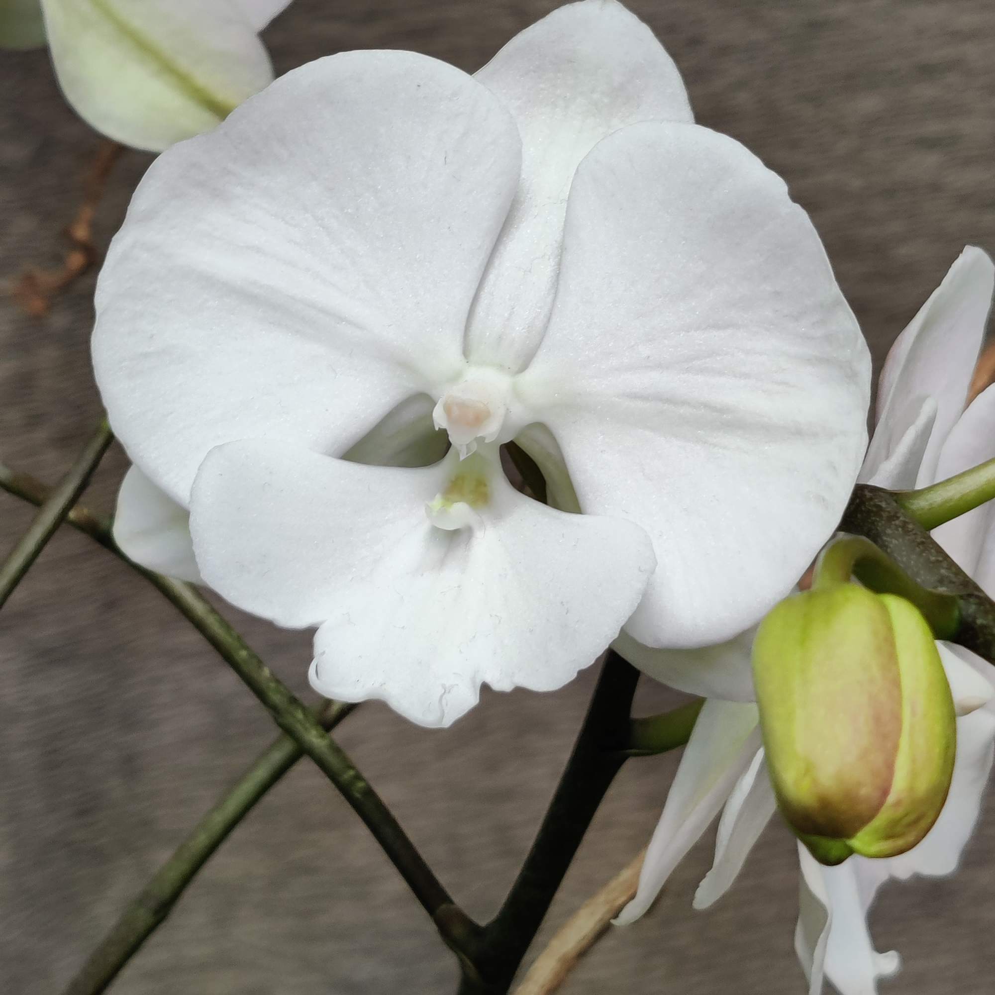 Tons of beautiful exotic indoor tropical foliage blooming and an orchid plant.