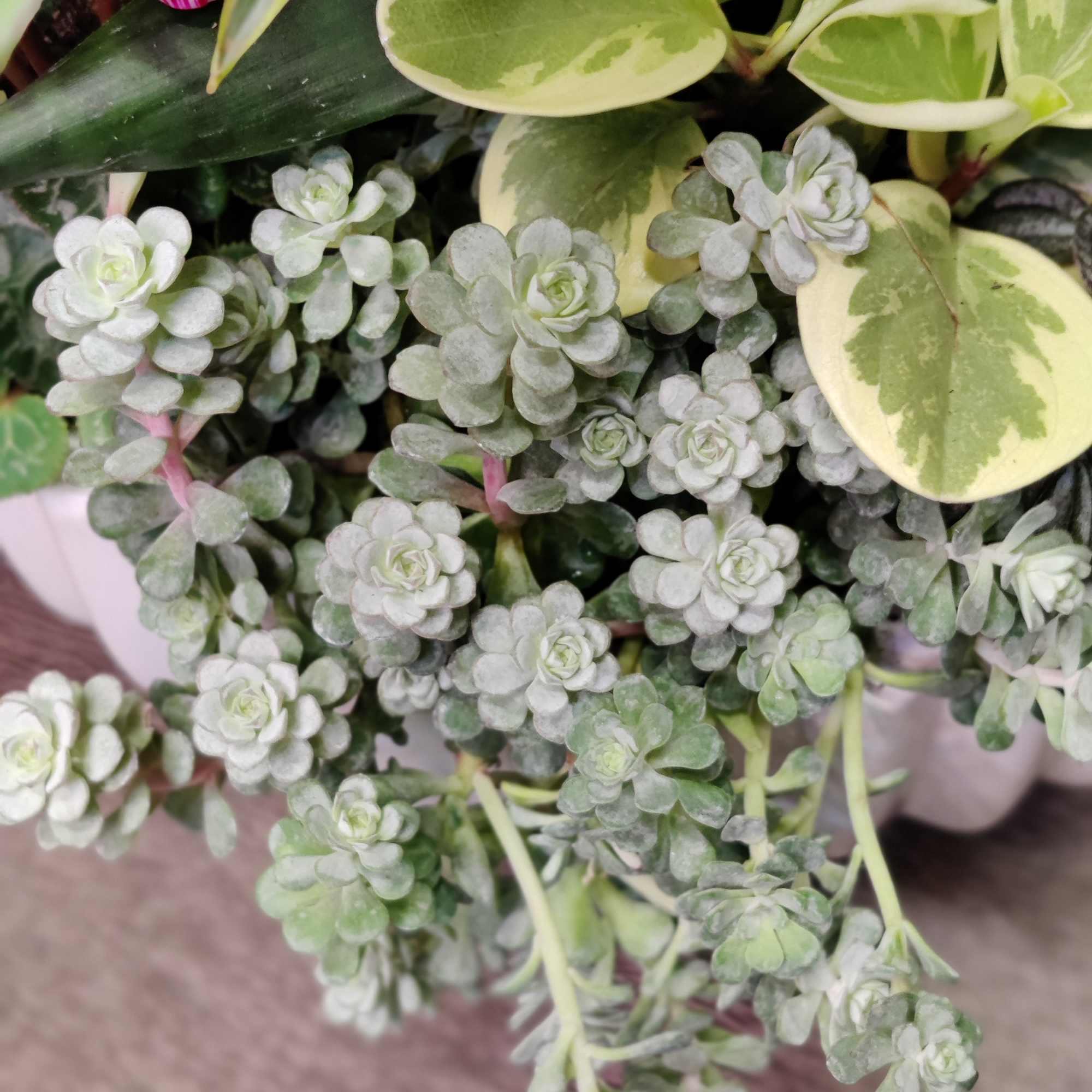 Tons of beautiful exotic indoor tropical foliage blooming and an orchid plant.