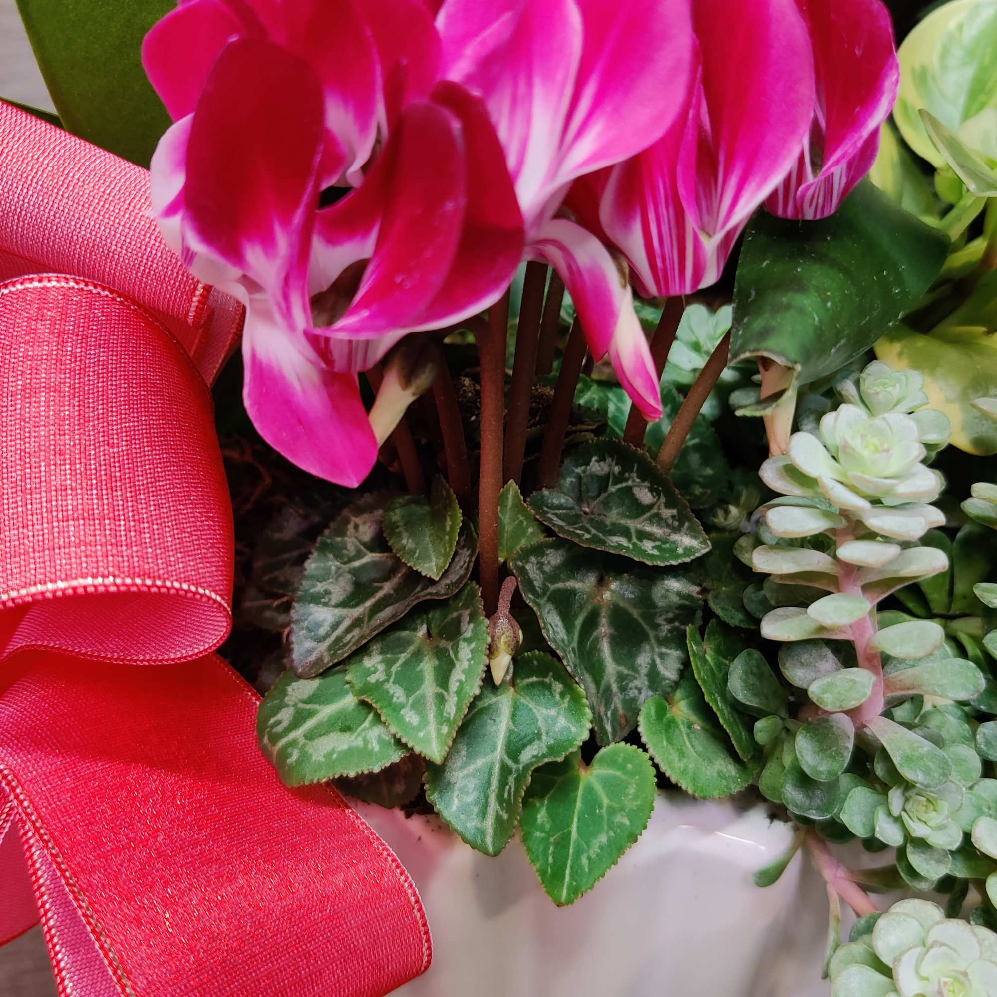 Tons of beautiful exotic indoor tropical foliage blooming and an orchid plant.