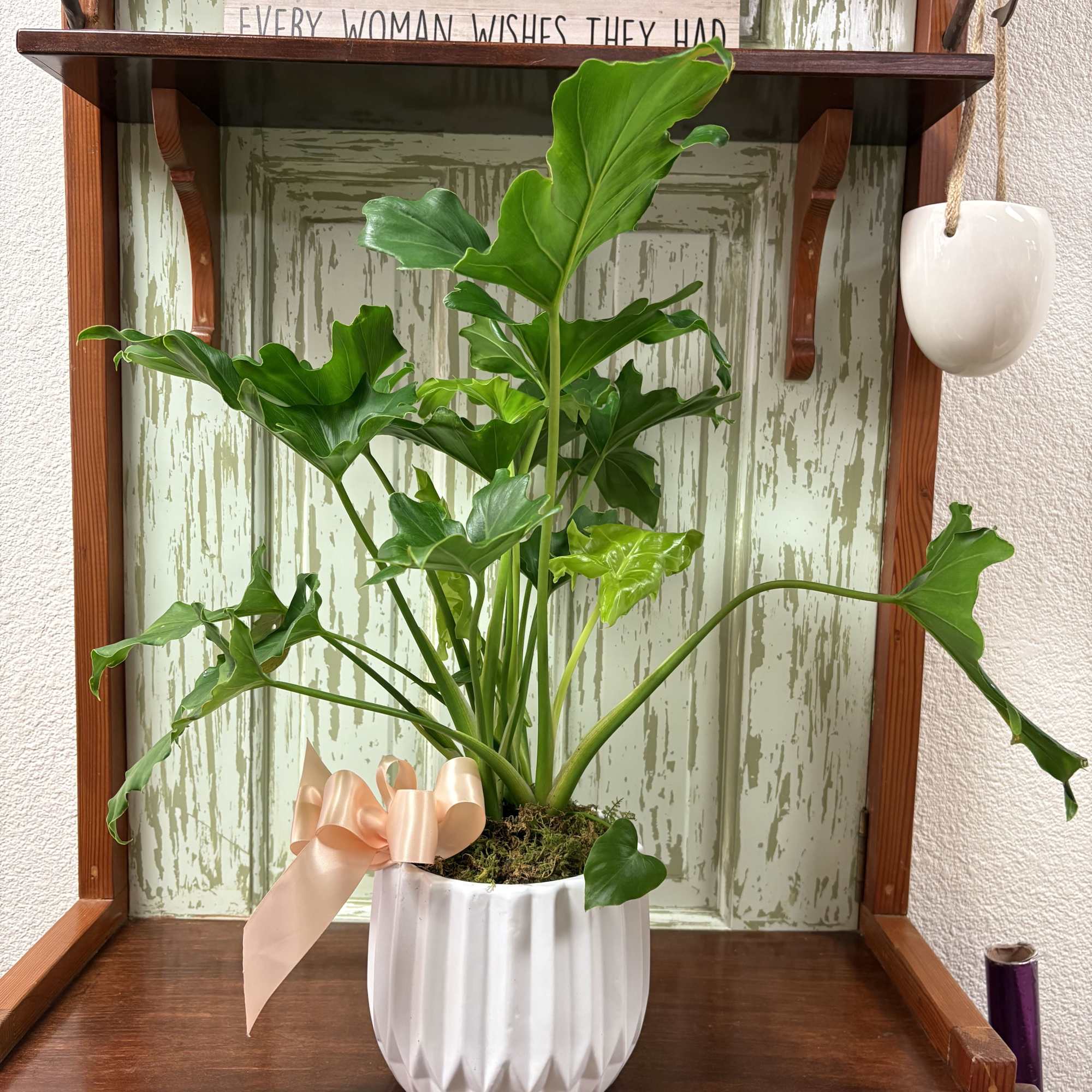 Medium size Xanadu Plant comes with moss and bow.

Pot may differ depending