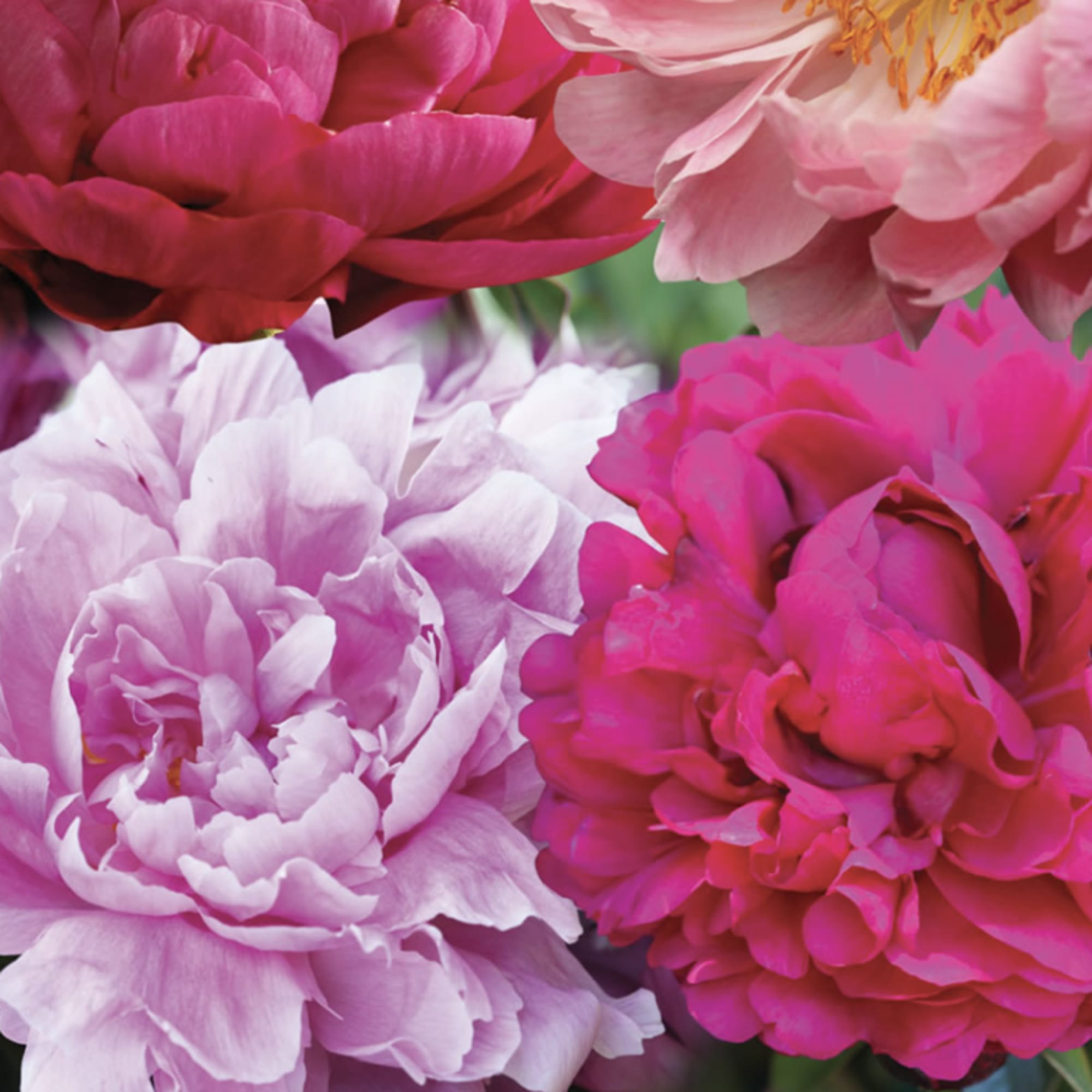 Peonies take center stage in this Lush Designer&rsquo;s choice arrangement, thoughtfully complemented