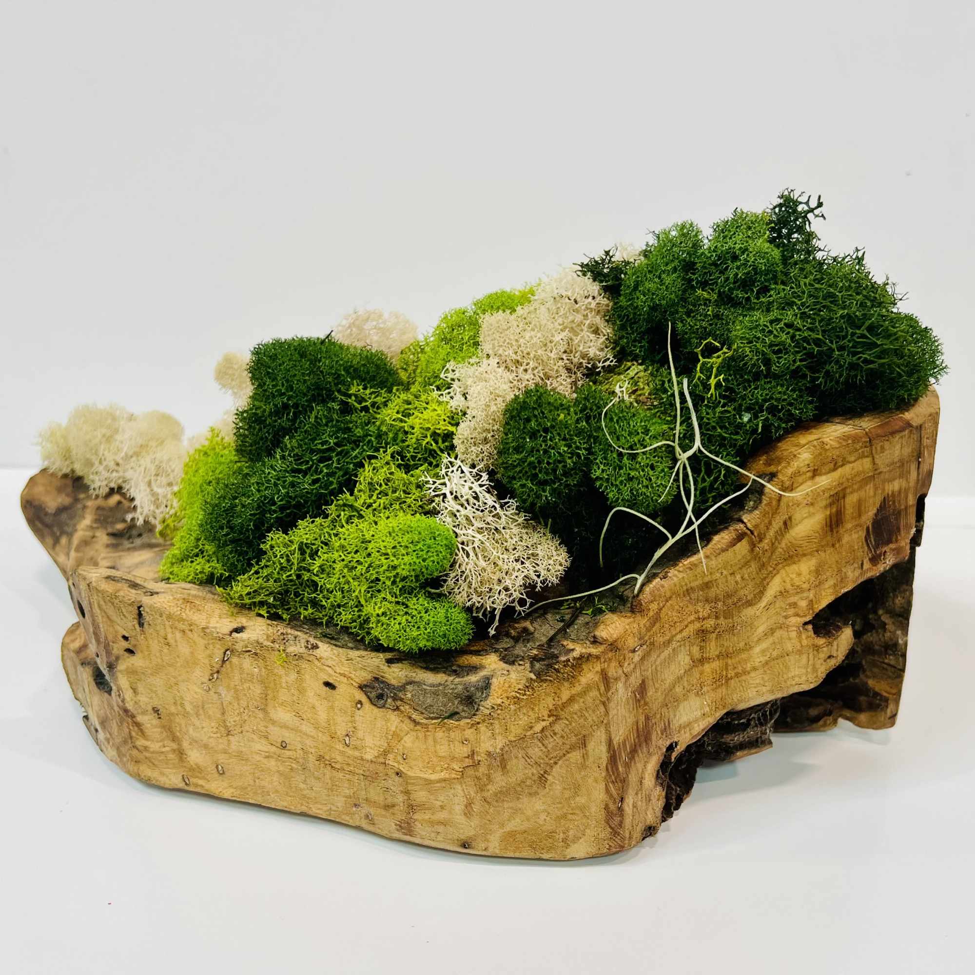Natural wood vessel 12&rdquo;Lx6&rdquo;Wx5&rdquo;H
Stunningly adorned with a variety of tinted moss.
Color may
