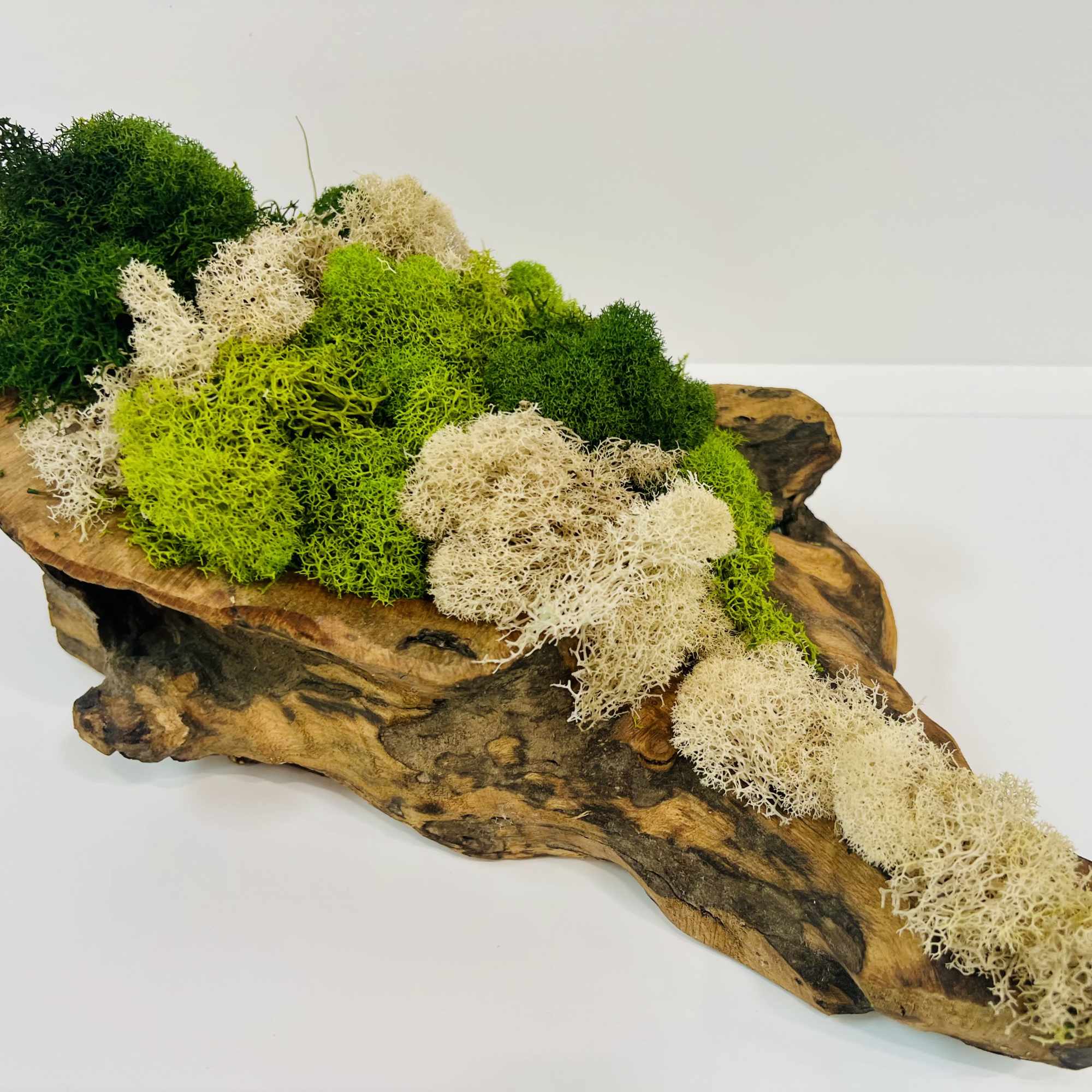 Natural wood vessel 12&rdquo;Lx6&rdquo;Wx5&rdquo;H
Stunningly adorned with a variety of tinted moss.
Color may