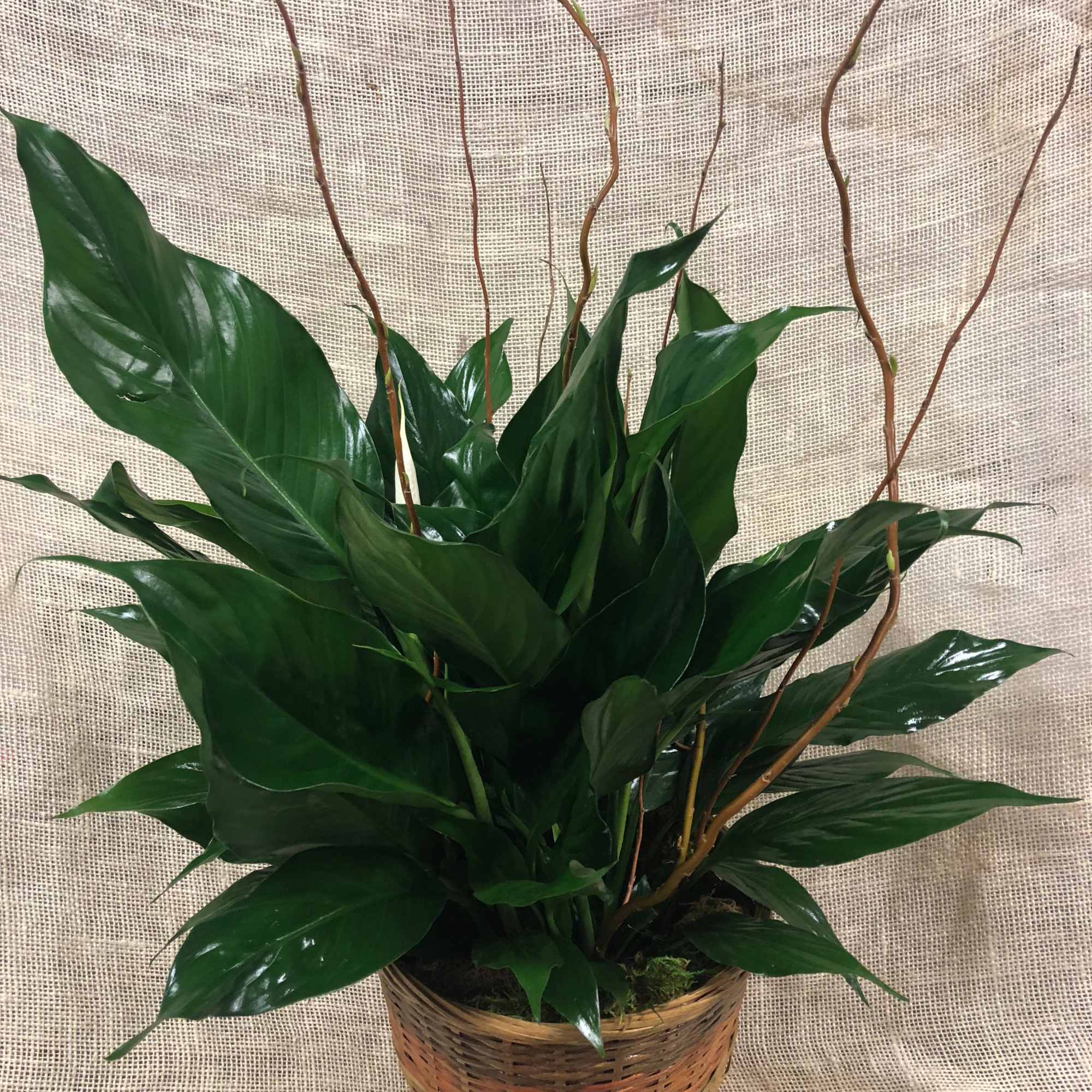 6"  potted Peace Lily in a modern container.  (pot selection