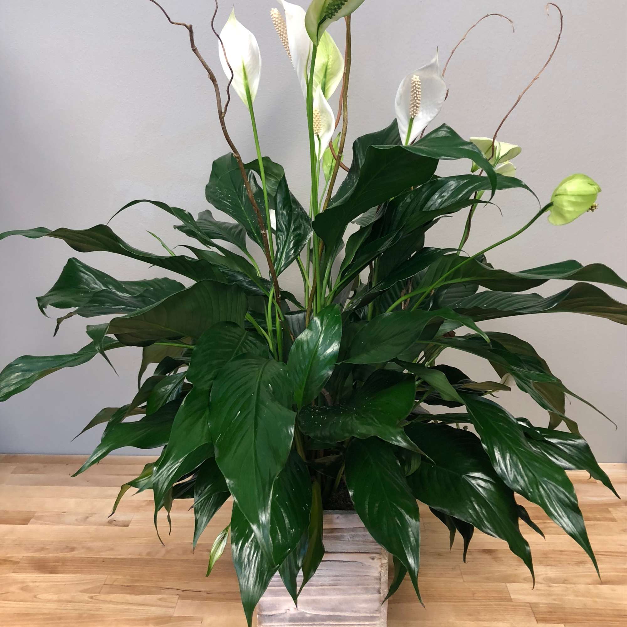 6"  potted Peace Lily in a modern container.  (pot selection