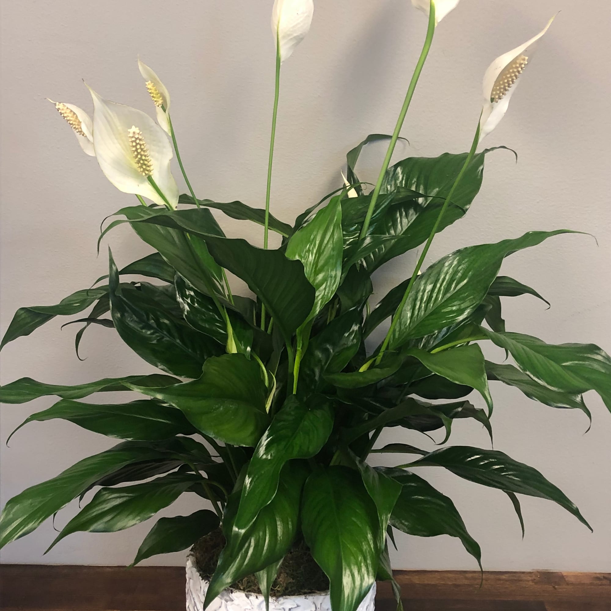 6"  potted Peace Lily in a modern container.  (pot selection