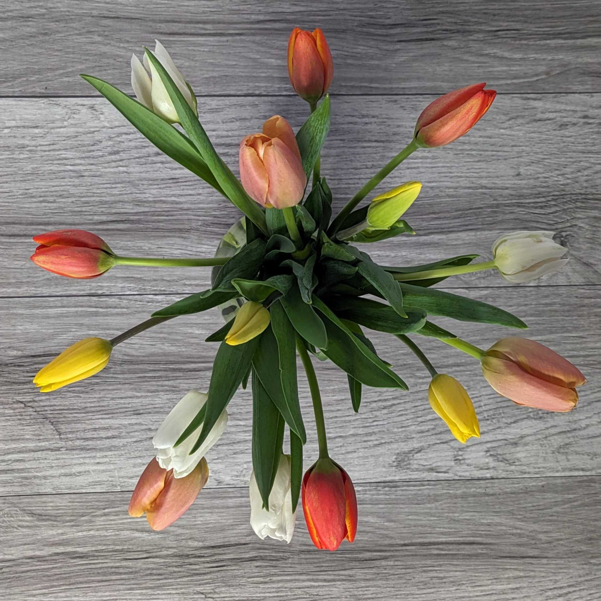 Budding Tulips is the perfect bouquet for the tulip lover in your
