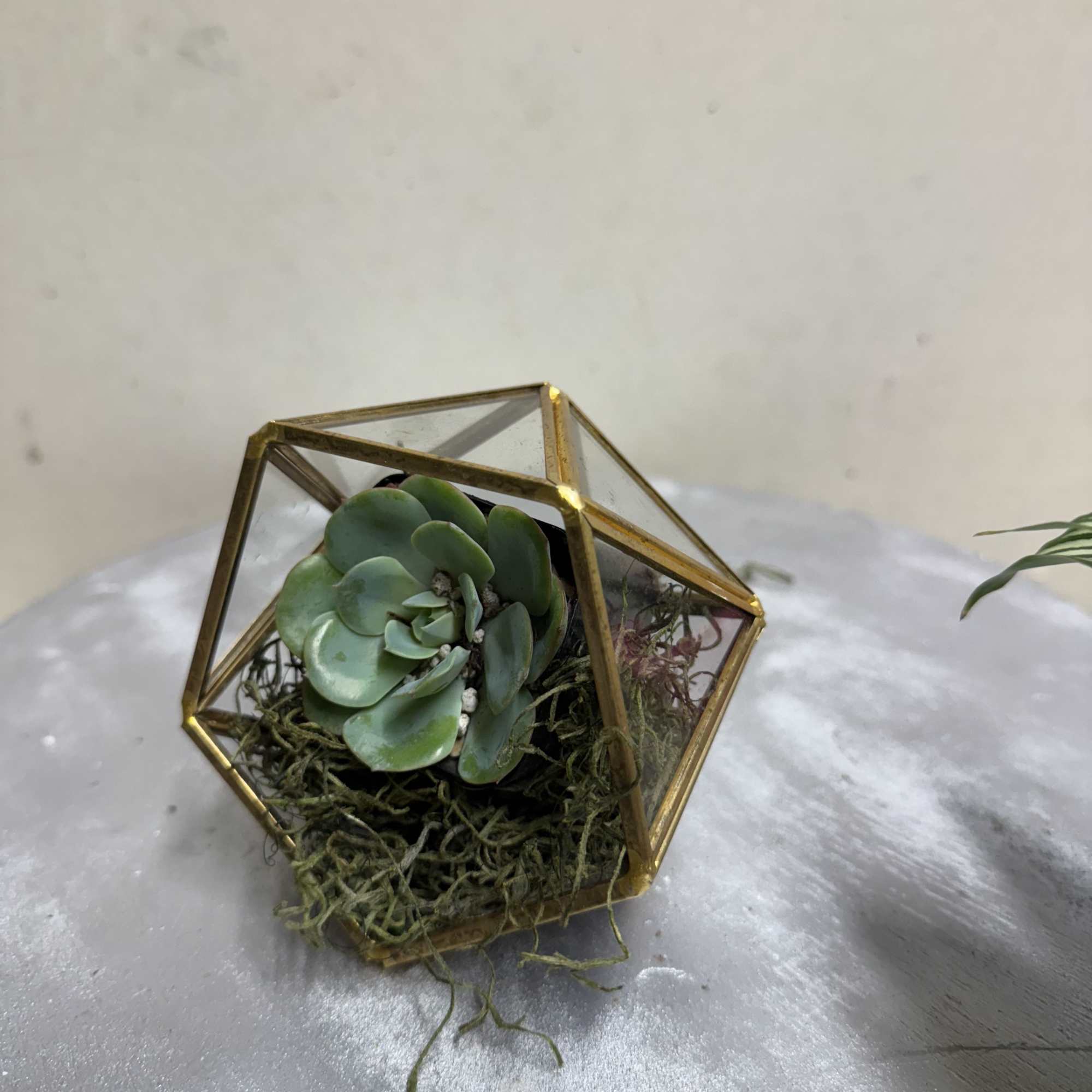 A brass and glass geometric shape with succulent or air plant! 