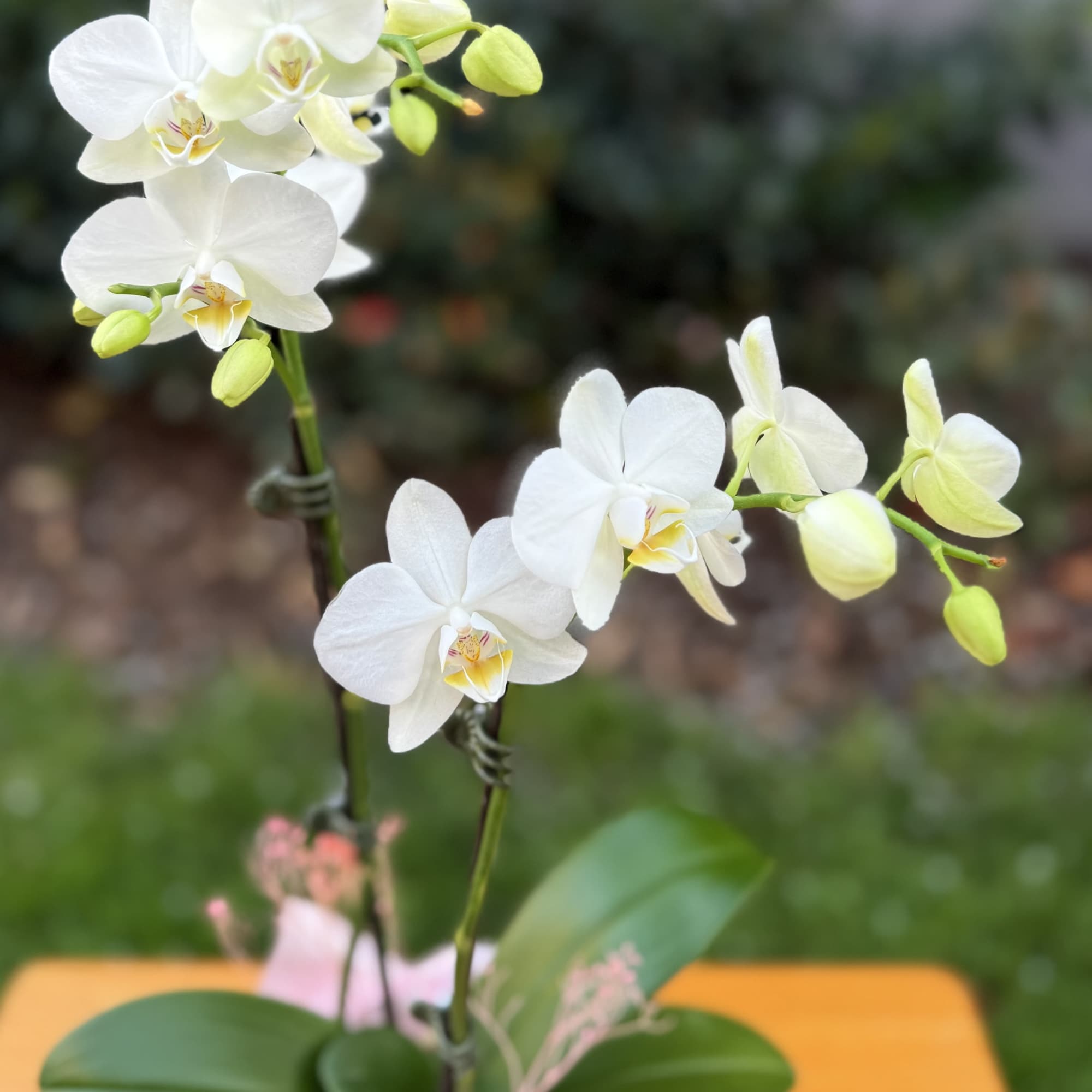 Beautiful orchid flowers in soft white tones..it's accented with some dried and