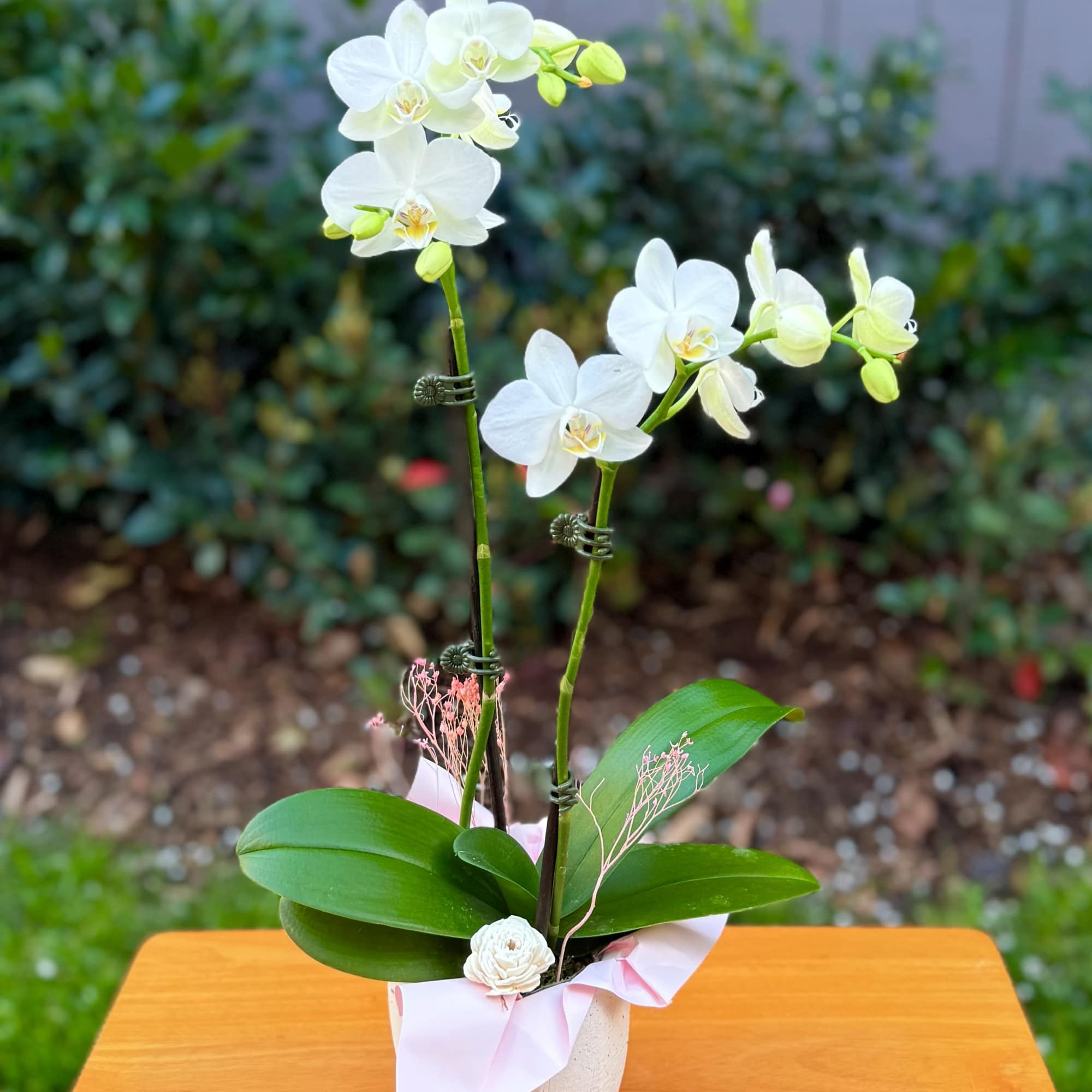 Beautiful orchid flowers in soft white tones..it's accented with some dried and