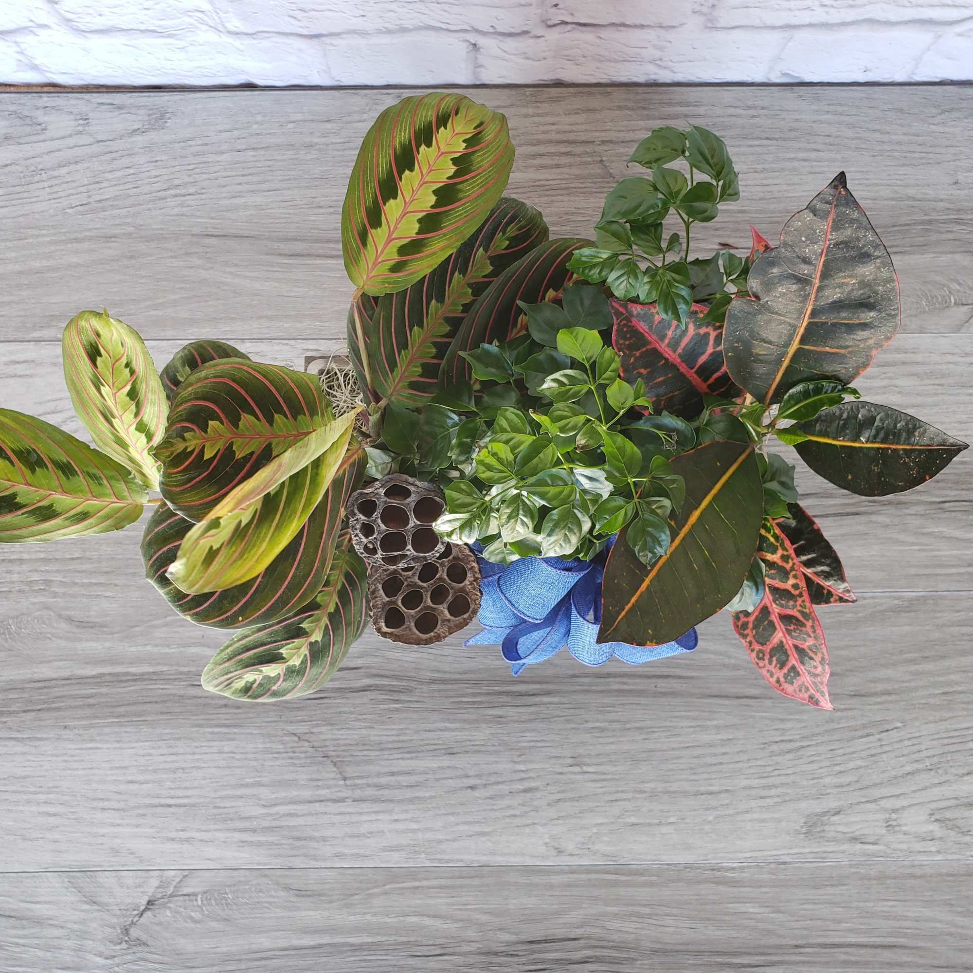 Celebrate any occasion with a mixed plant dish garden in a 5.5&rdquo;