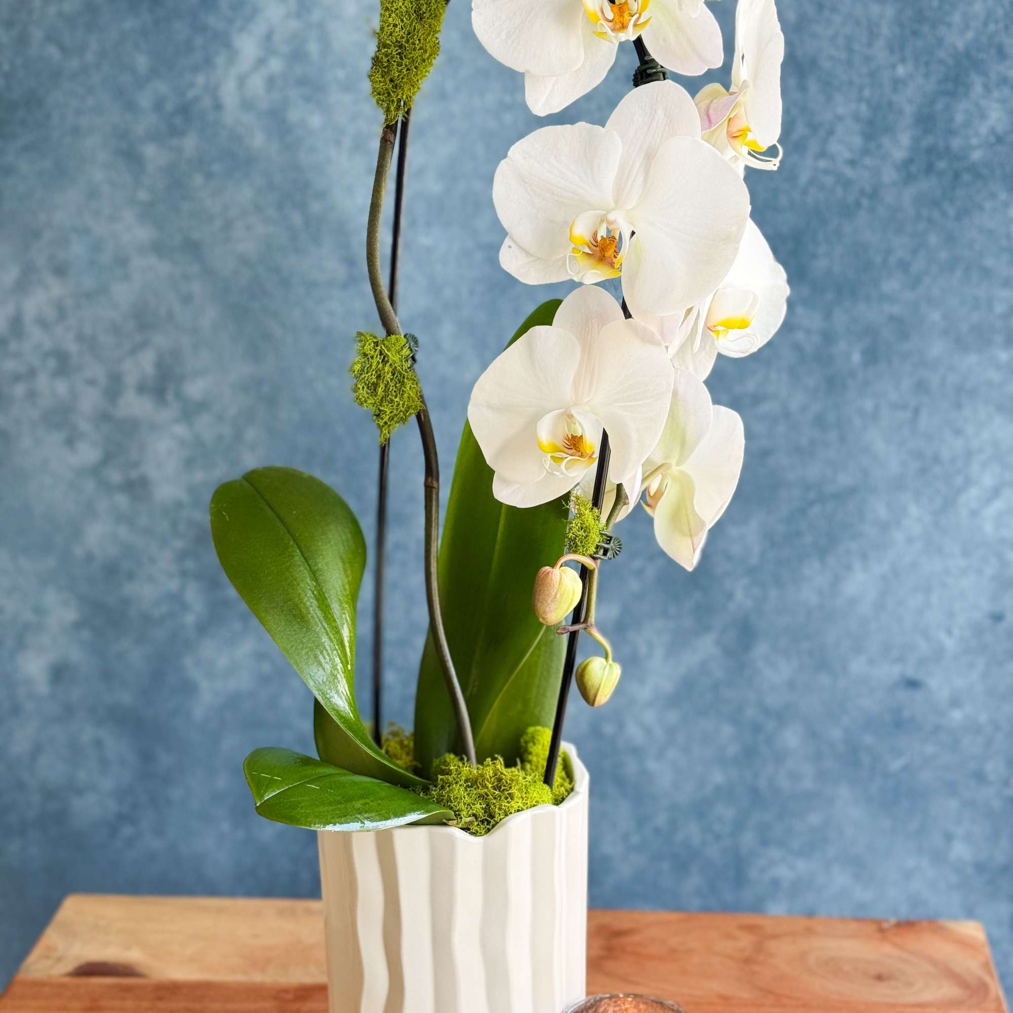 A beautiful Waterfall Large Orchid in a modern ceramic container. 

(Designer chooses