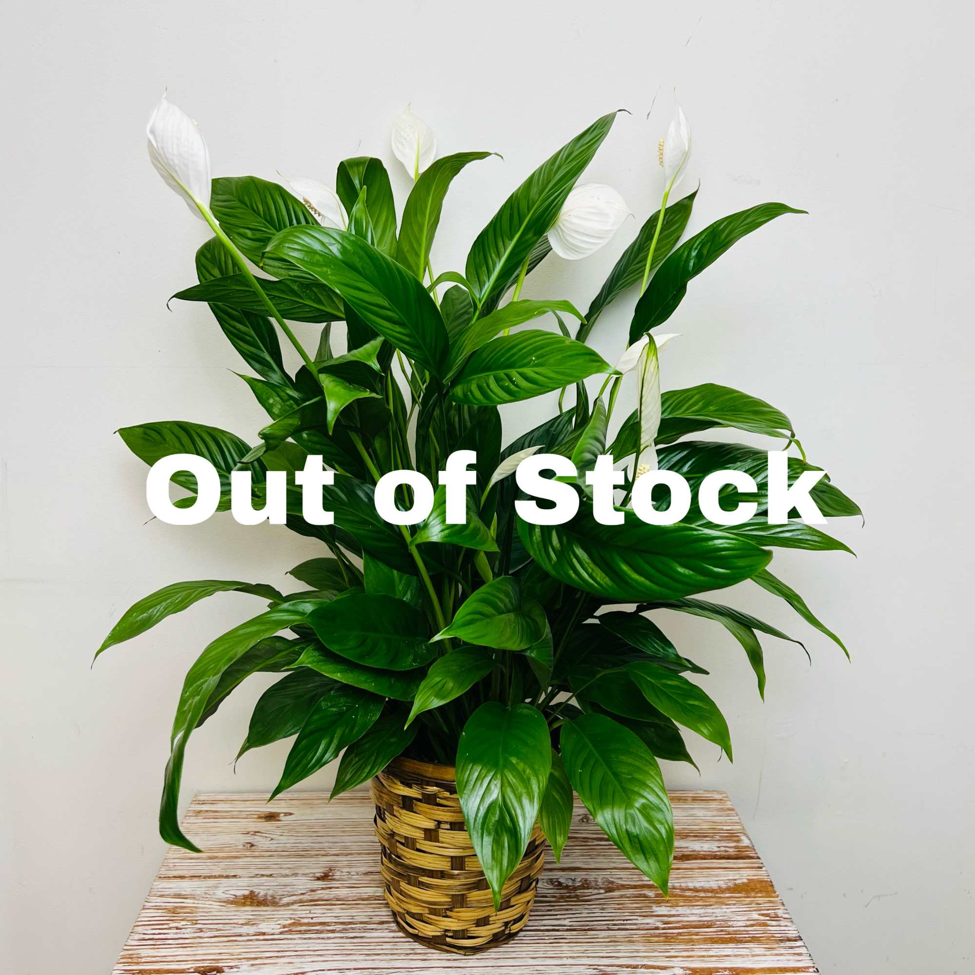 Send your condolences with this Spathiphyllum plant in a planter basket. The