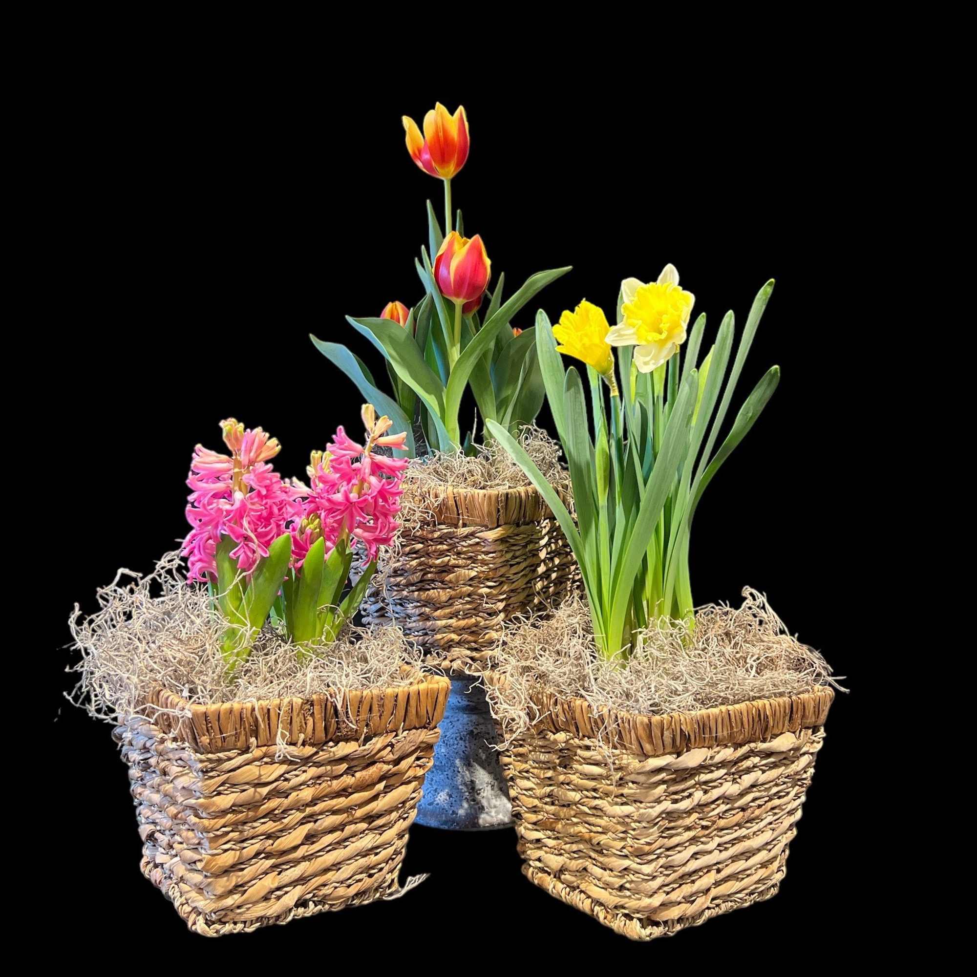 The heralds of spring! Tulips, daffodils, and hyacinths. This photo shows one