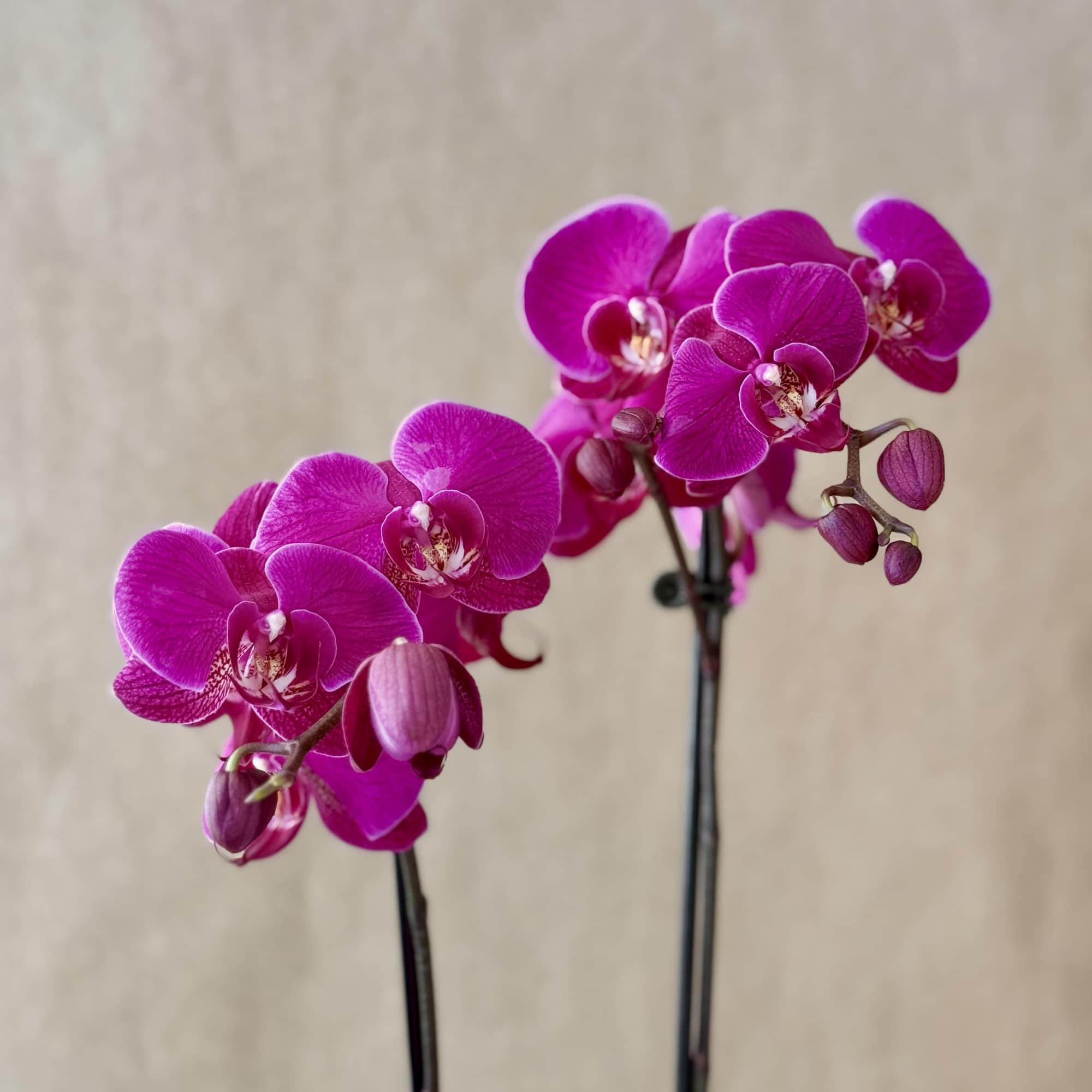 Magenta Phalaenopsis Orchid plant in ceramic pot. 
