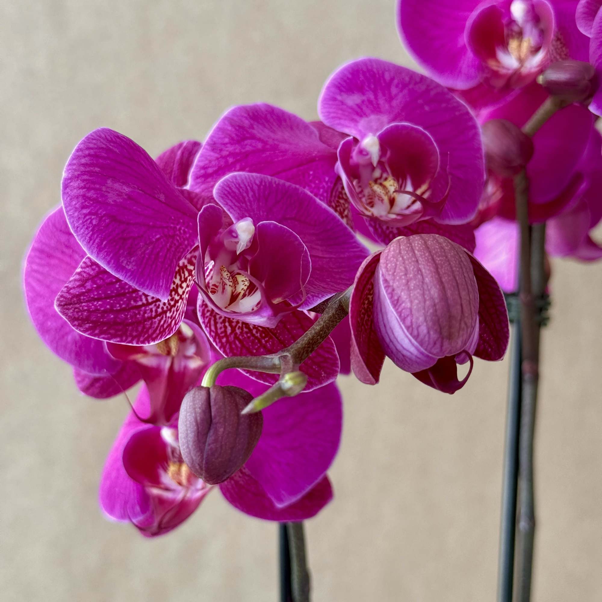 Magenta Phalaenopsis Orchid plant in ceramic pot. 