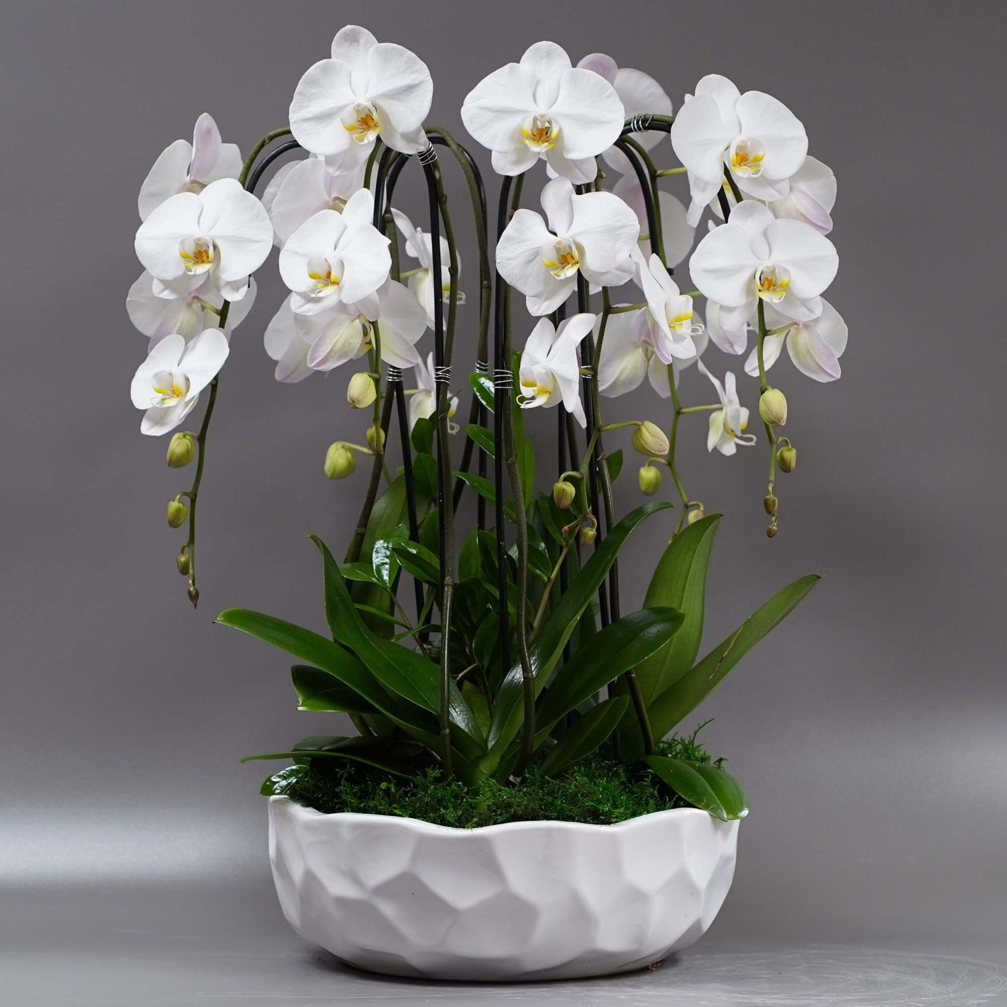 Elegant arrangement with 6 white cascading orchid stems, ZZ plant, natural accents