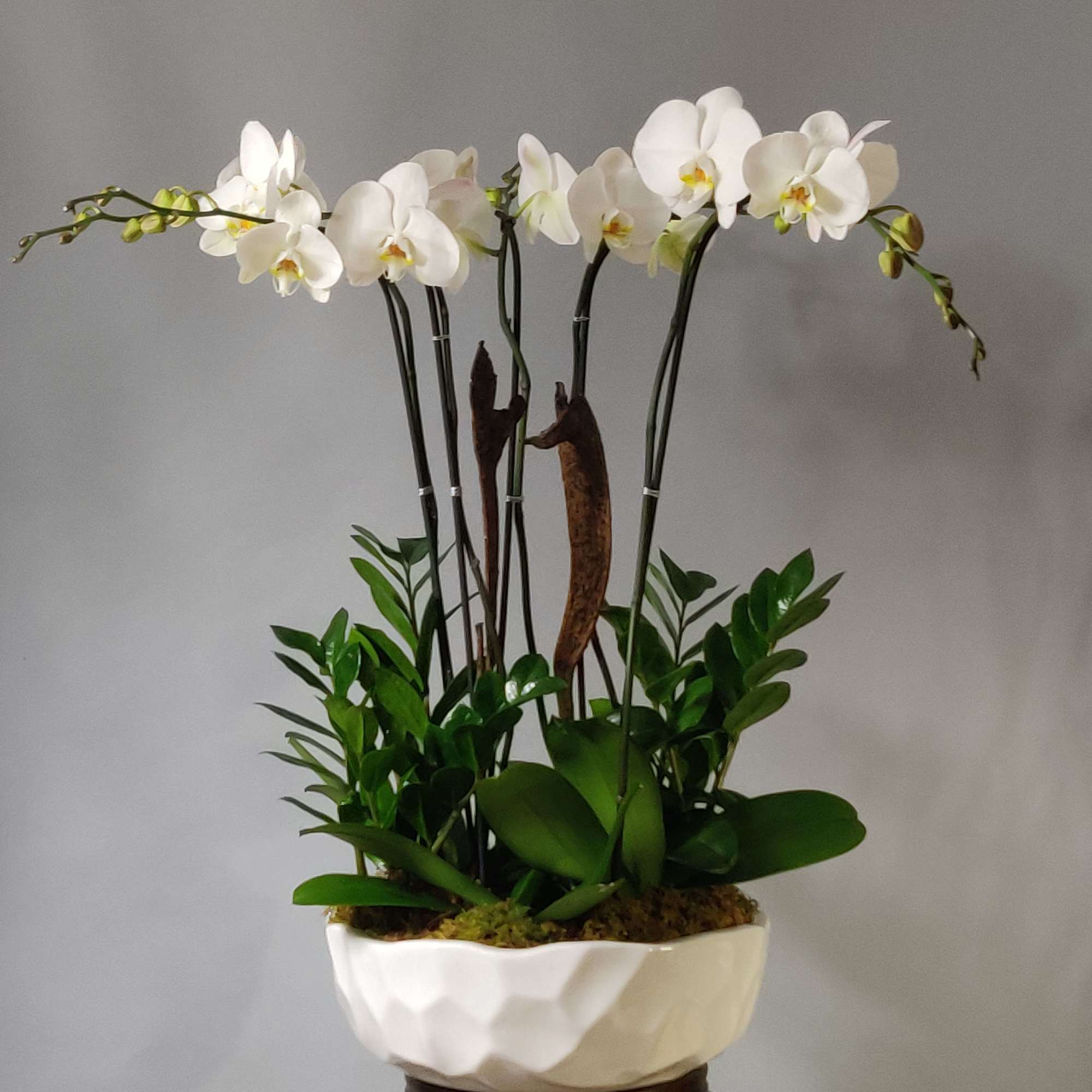 Large Orchid Arrangement with blooming stems in designer pot with zz plants