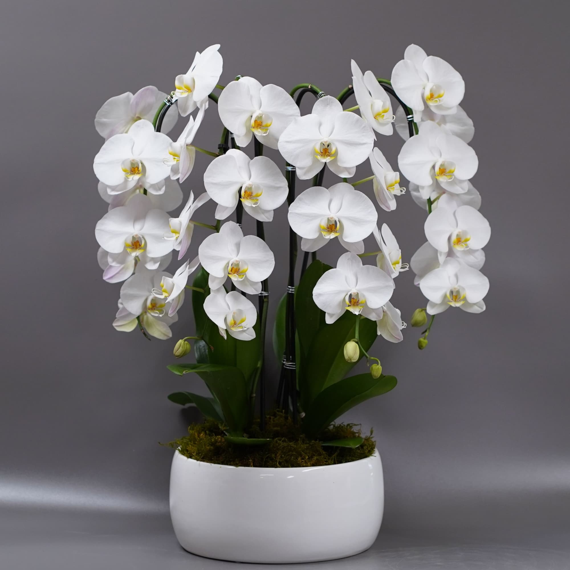 Four large white blooming stems in a smooth white modern decor vessel