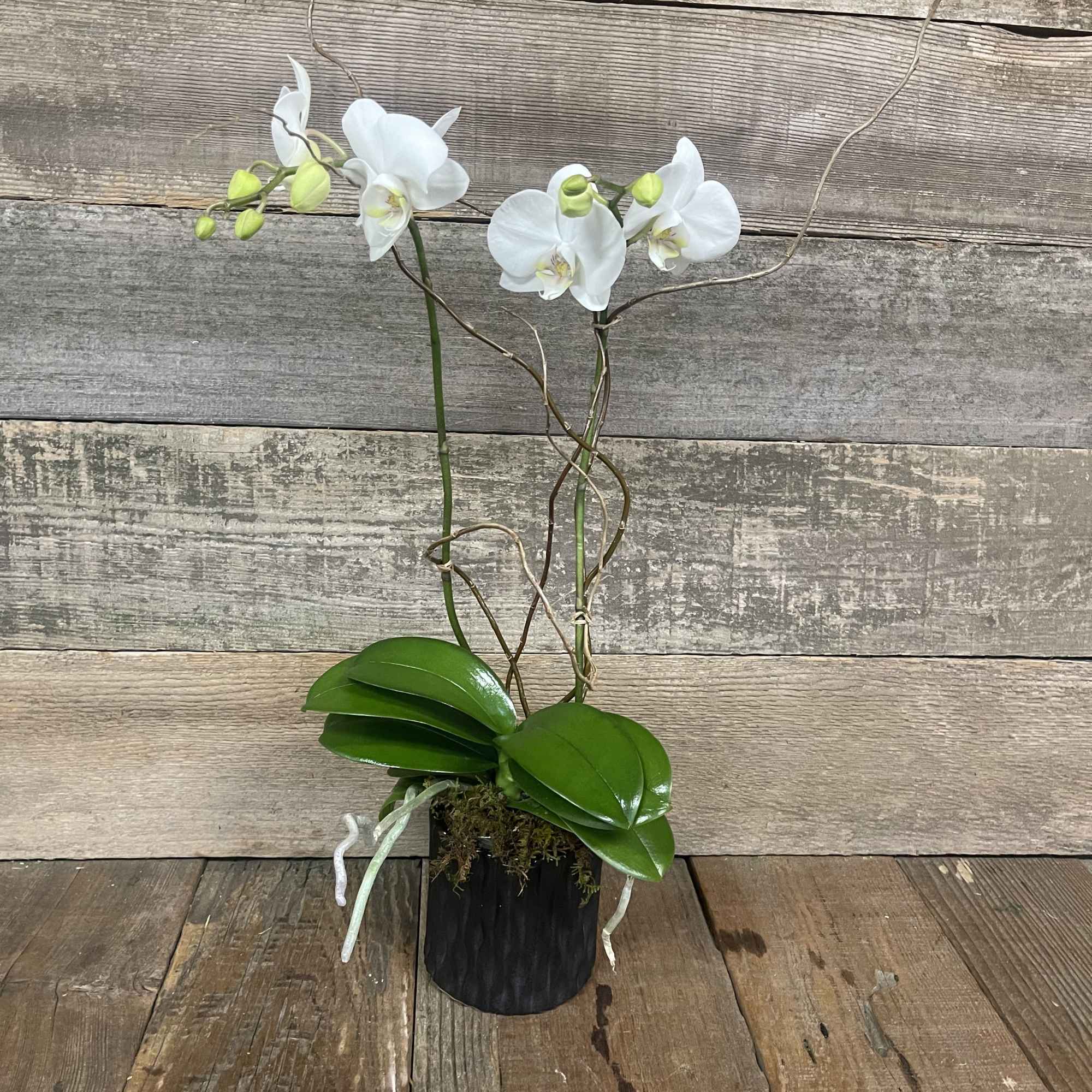 Beautiful Orchid...medium in height....in the second photo, this is the smaller orchid.