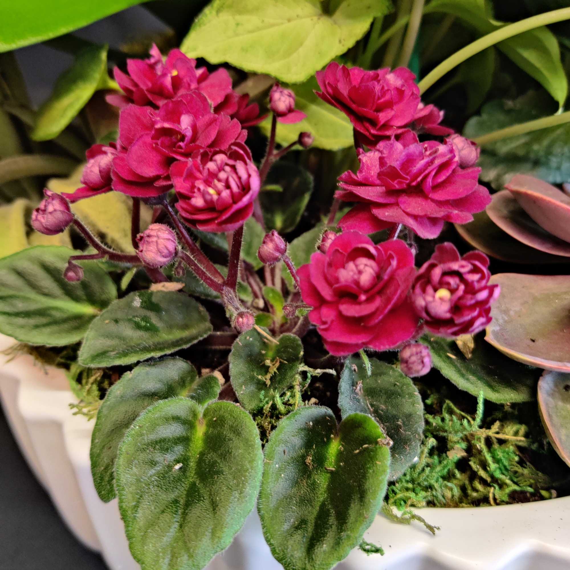 Variety of long lasting plants and rare succulents. Can be enjoyed indoors.