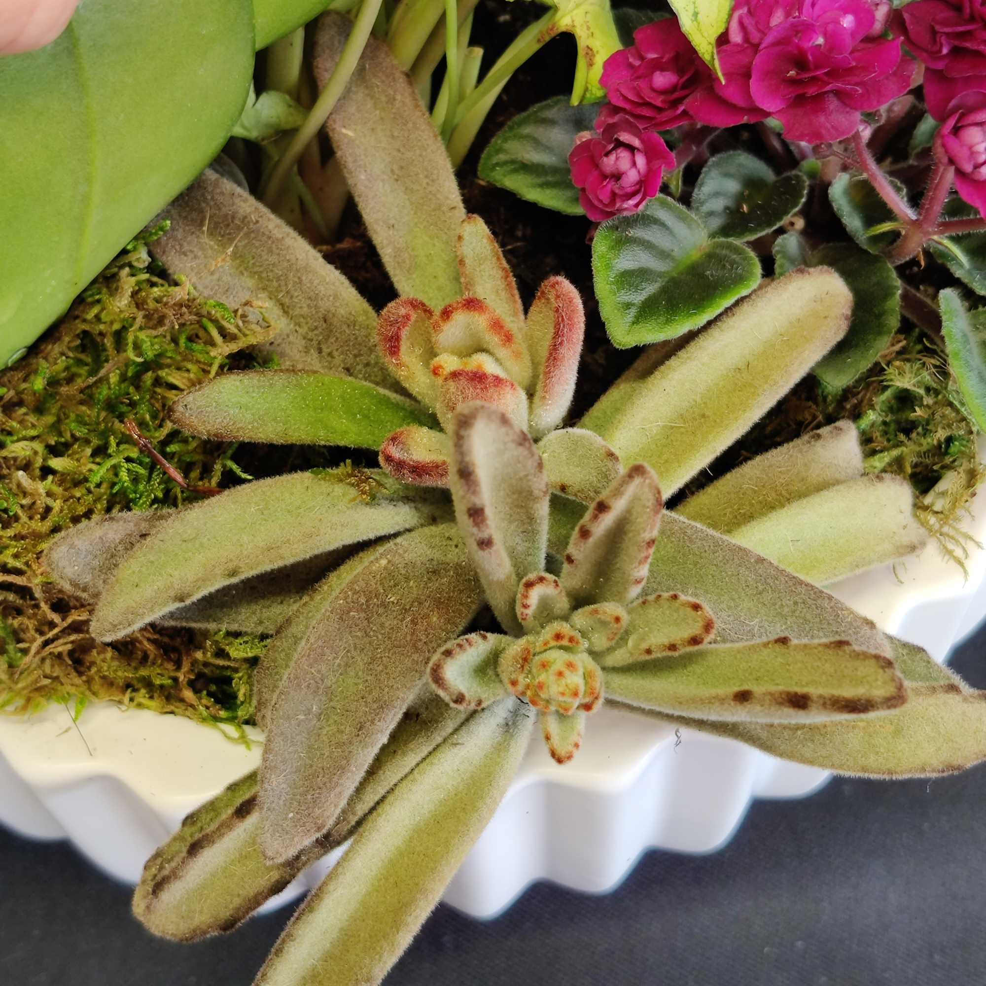 Variety of long lasting plants and rare succulents. Can be enjoyed indoors.