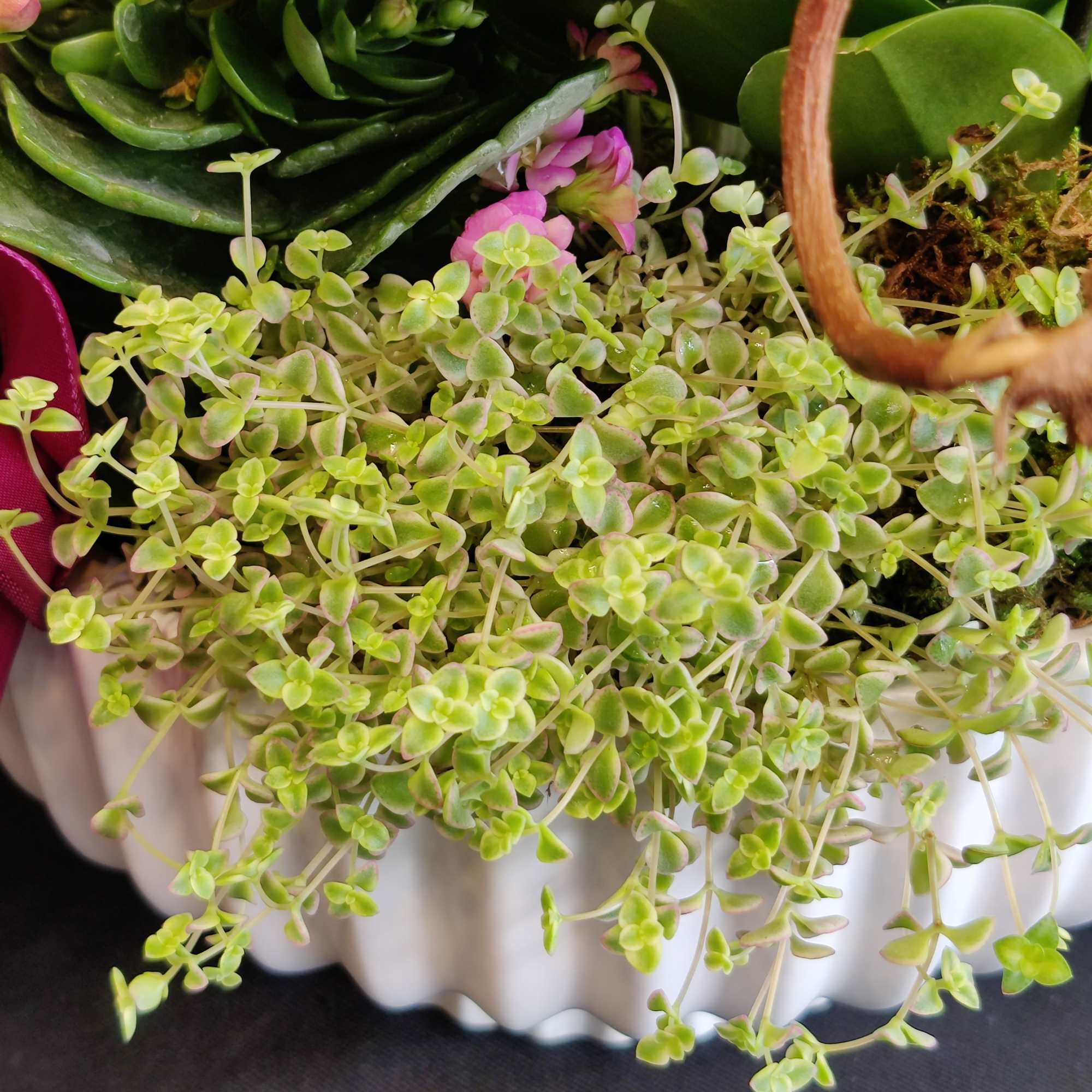 Variety of long lasting plants and rare succulents. Can be enjoyed indoors.